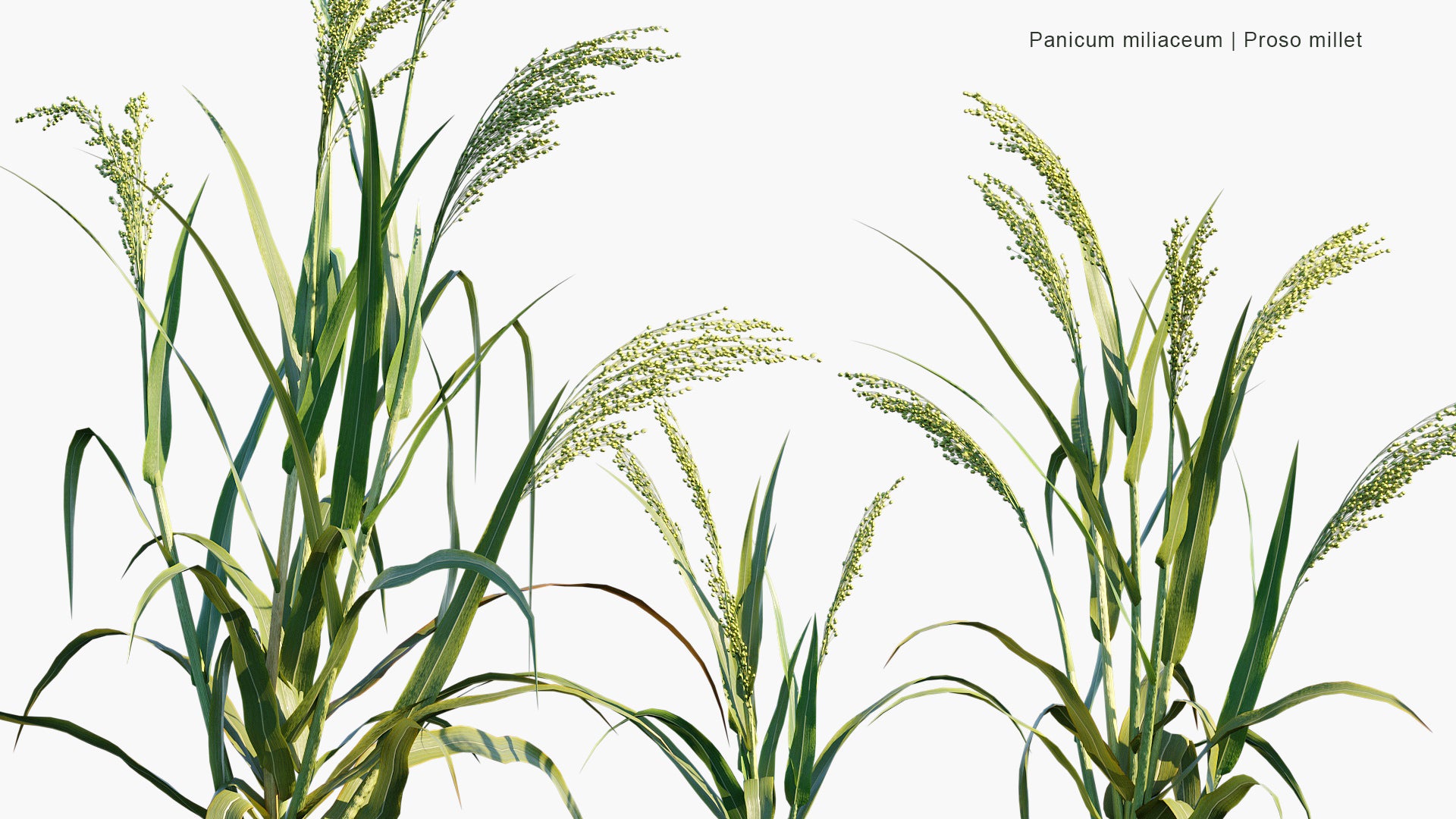 Panicum Miliaceum - Proso Millet