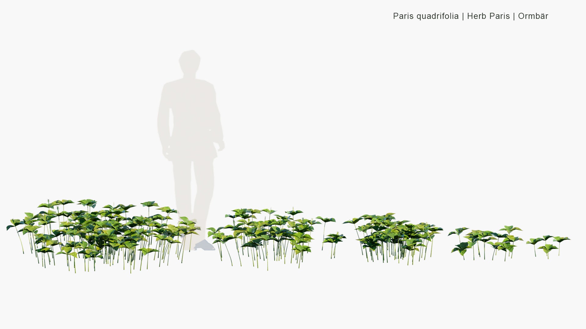 Low Poly Paris Quadrifolia - Herb Paris, Ormbär (3D Model)