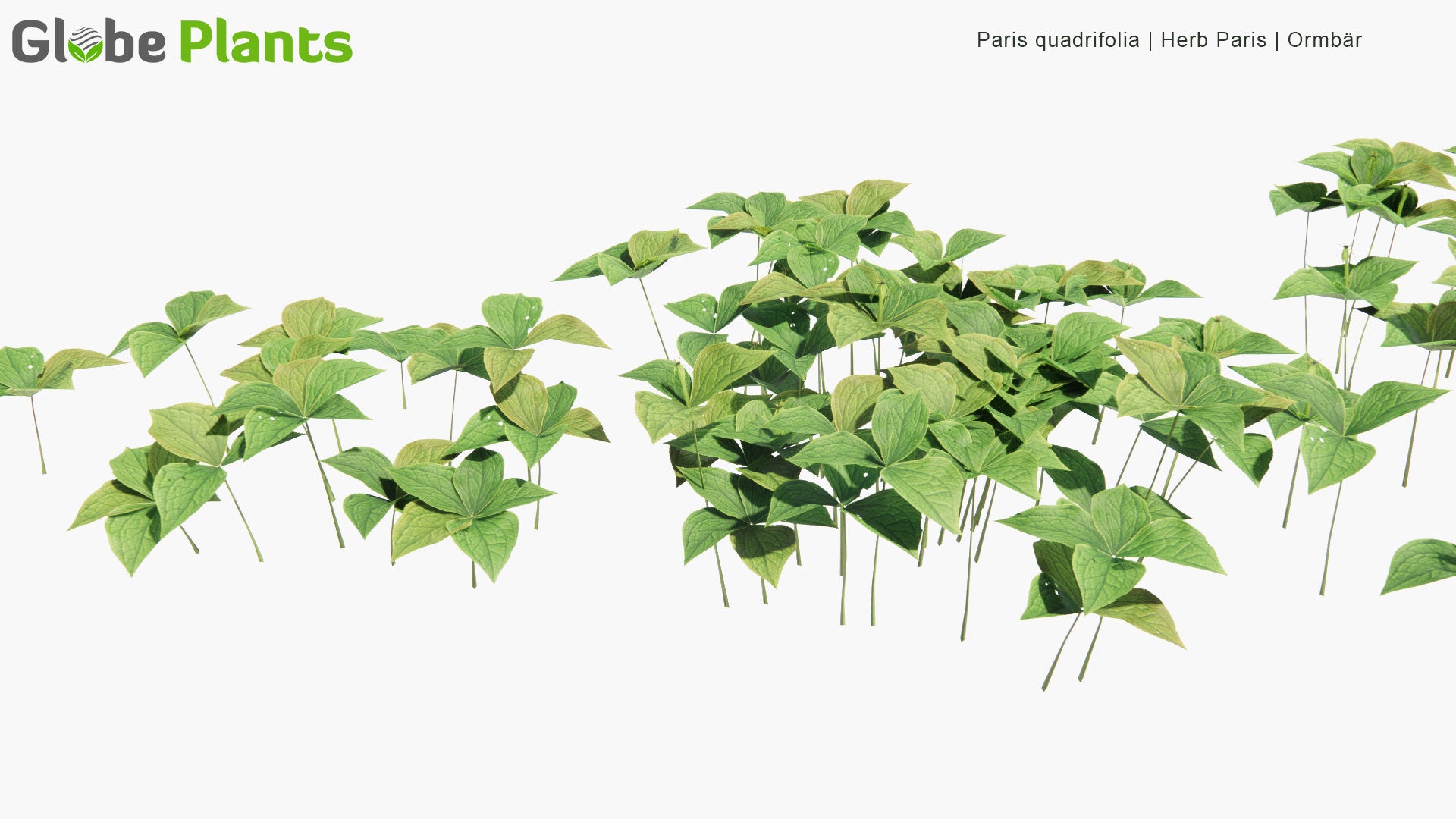 Low Poly Paris Quadrifolia - Herb Paris, Ormbär (3D Model)