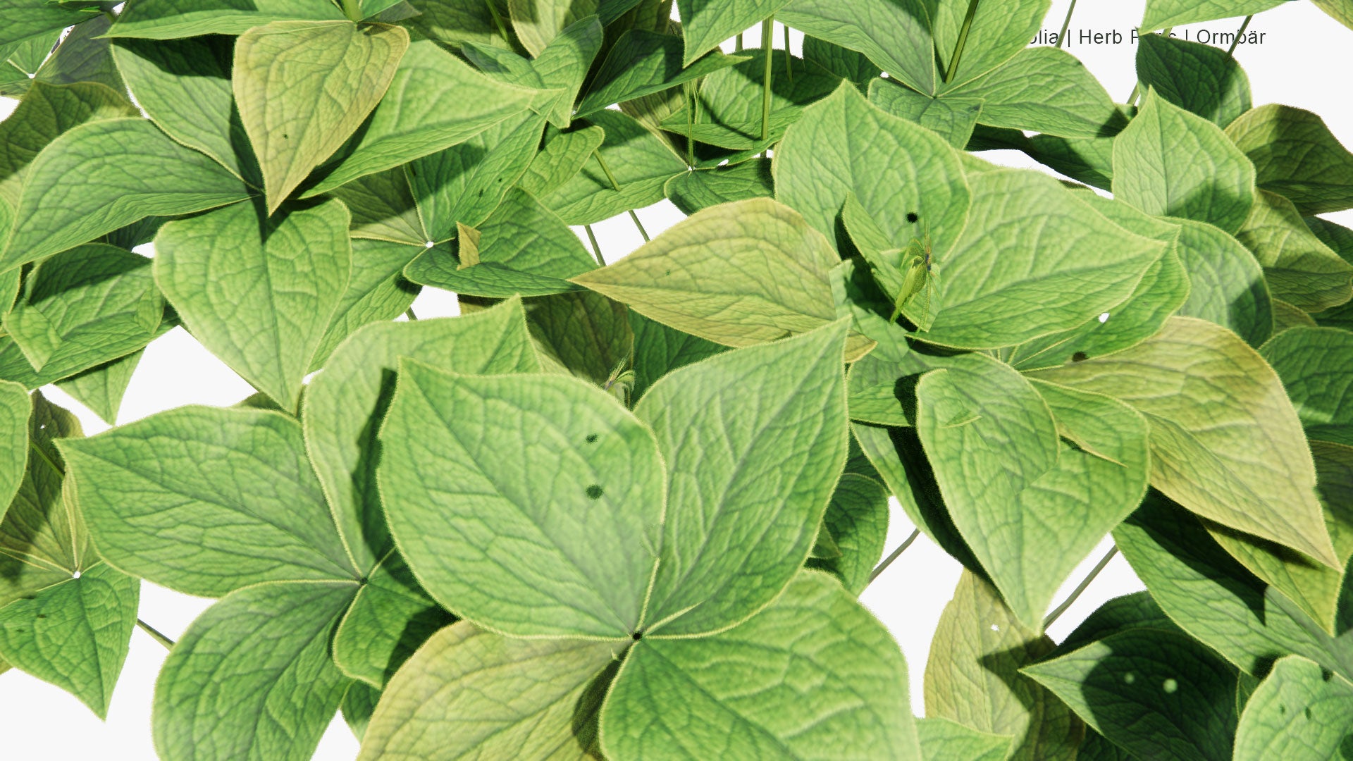 Low Poly Paris Quadrifolia - Herb Paris, Ormbär (3D Model)
