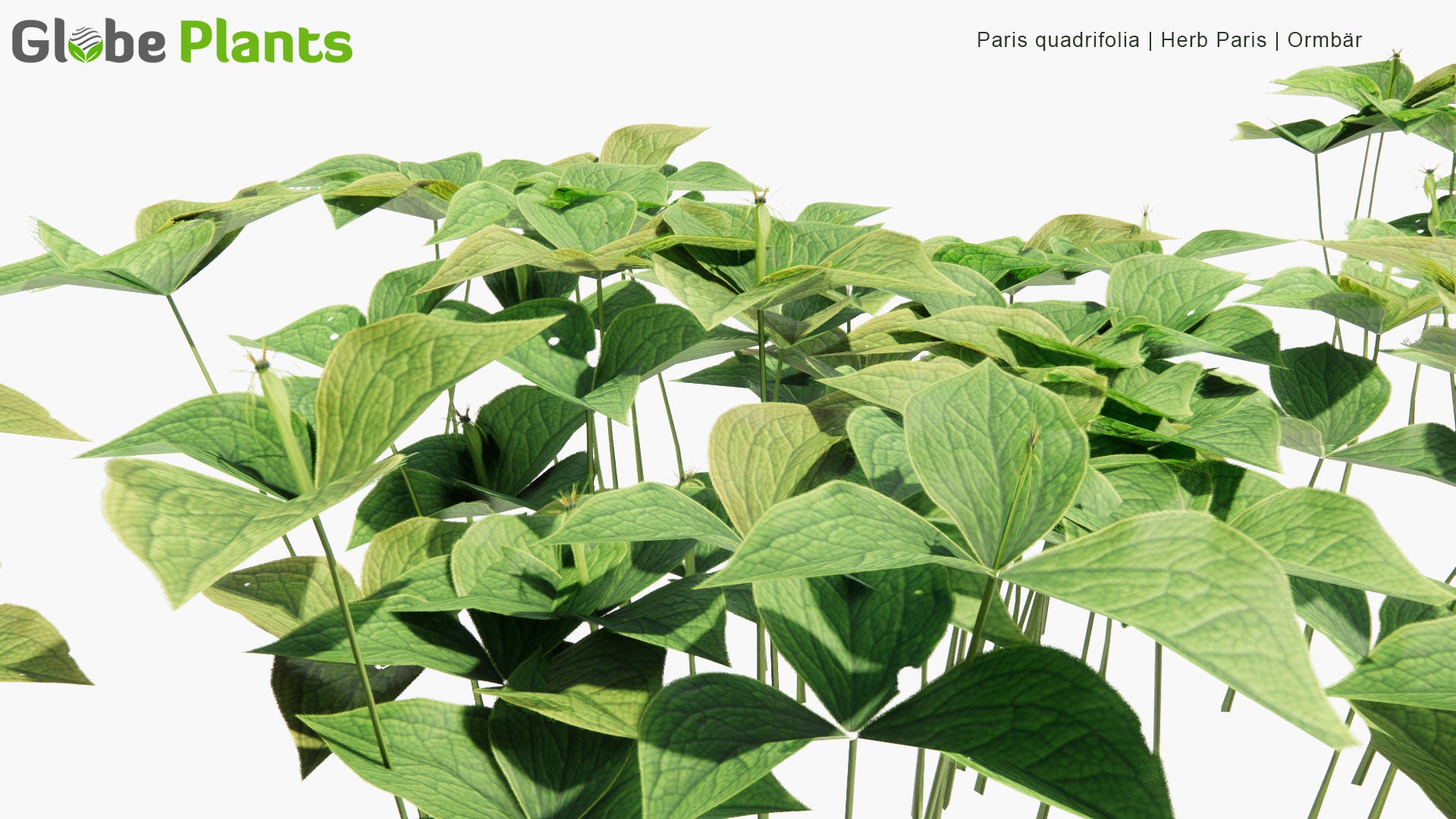 Low Poly Paris Quadrifolia - Herb Paris, Ormbär (3D Model)
