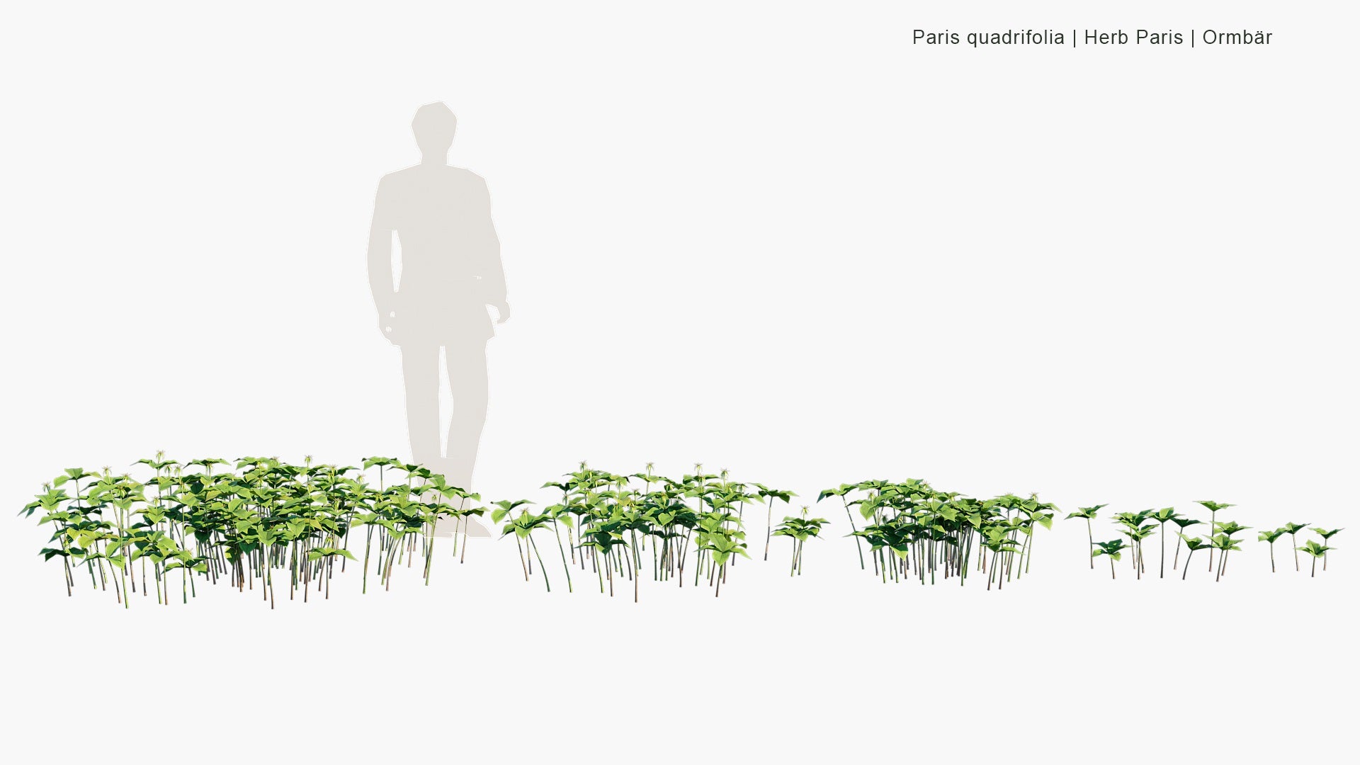 Paris Quadrifolia - Herb Paris, Ormbär (3D Model)