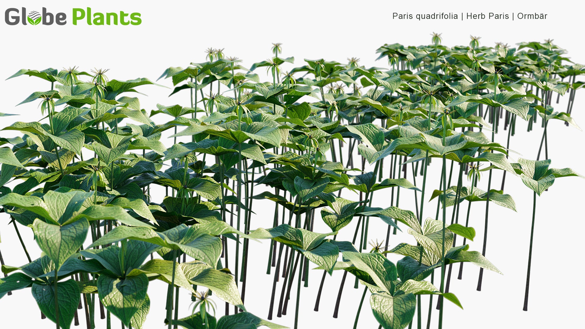 Paris Quadrifolia - Herb Paris, Ormbär (3D Model)