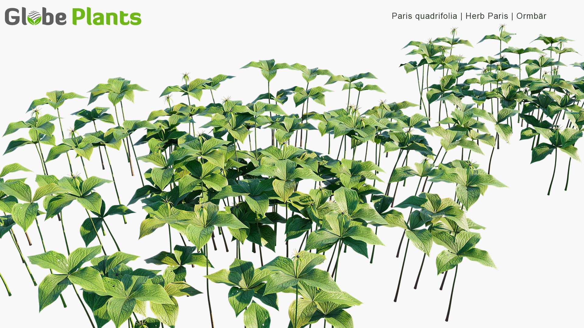 Paris Quadrifolia - Herb Paris, Ormbär (3D Model)