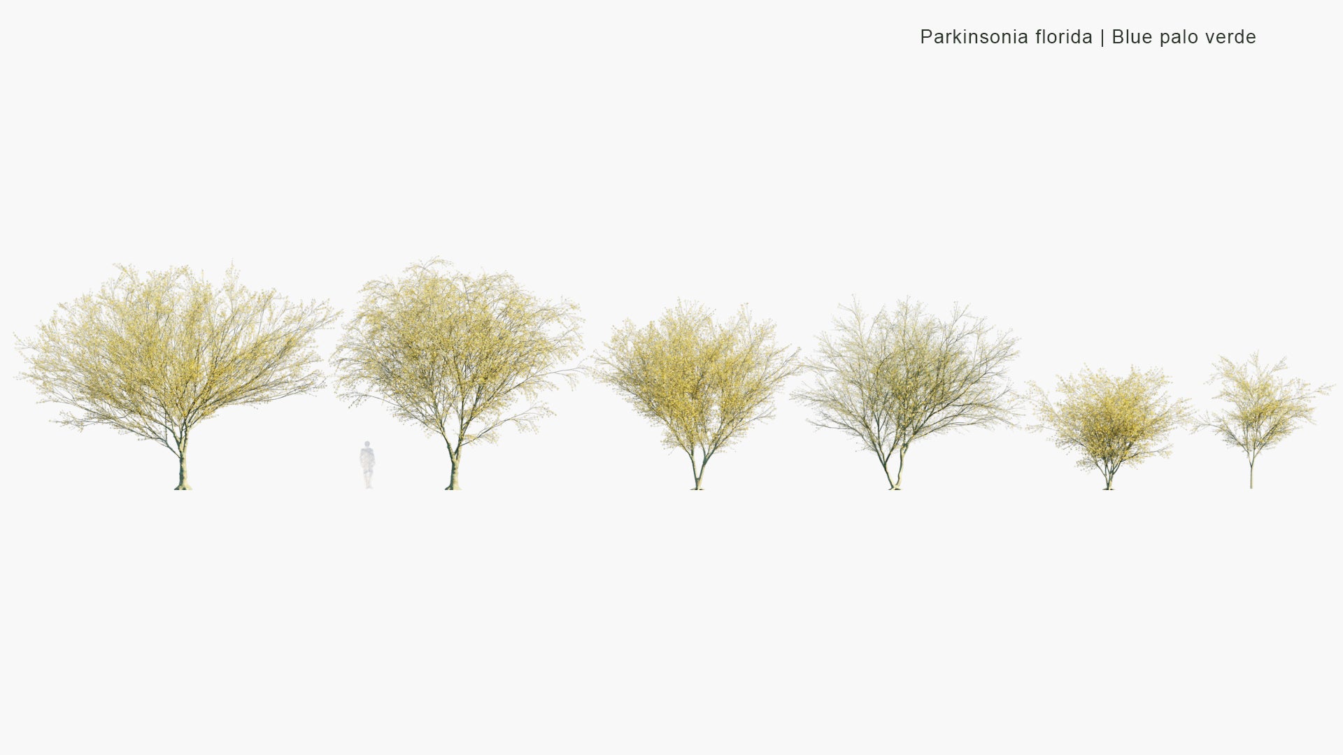 Low Poly Parkinsonia Florida - Blue Palo Verde (3D Model)