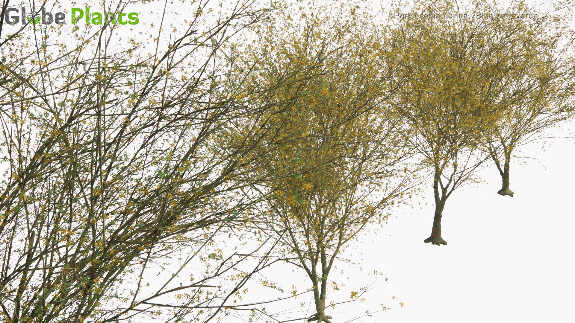 Low Poly Parkinsonia Florida - Blue Palo Verde (3D Model)