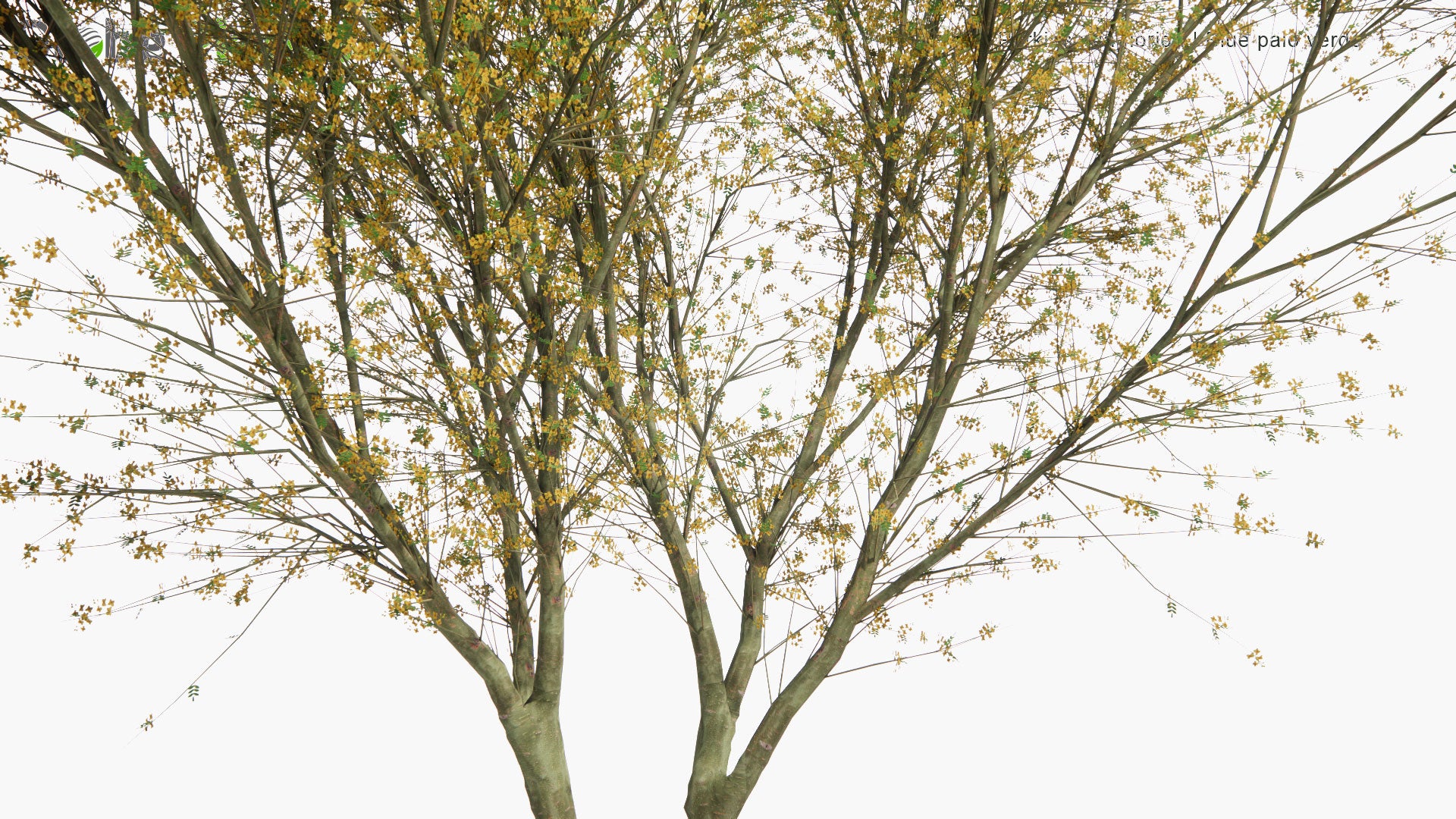 Low Poly Parkinsonia Florida - Blue Palo Verde (3D Model)