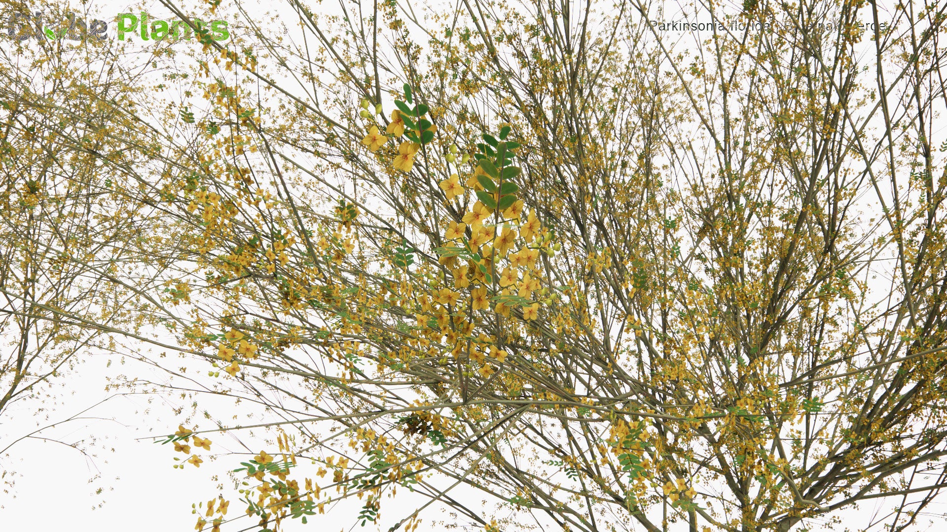 Low Poly Parkinsonia Florida - Blue Palo Verde (3D Model)