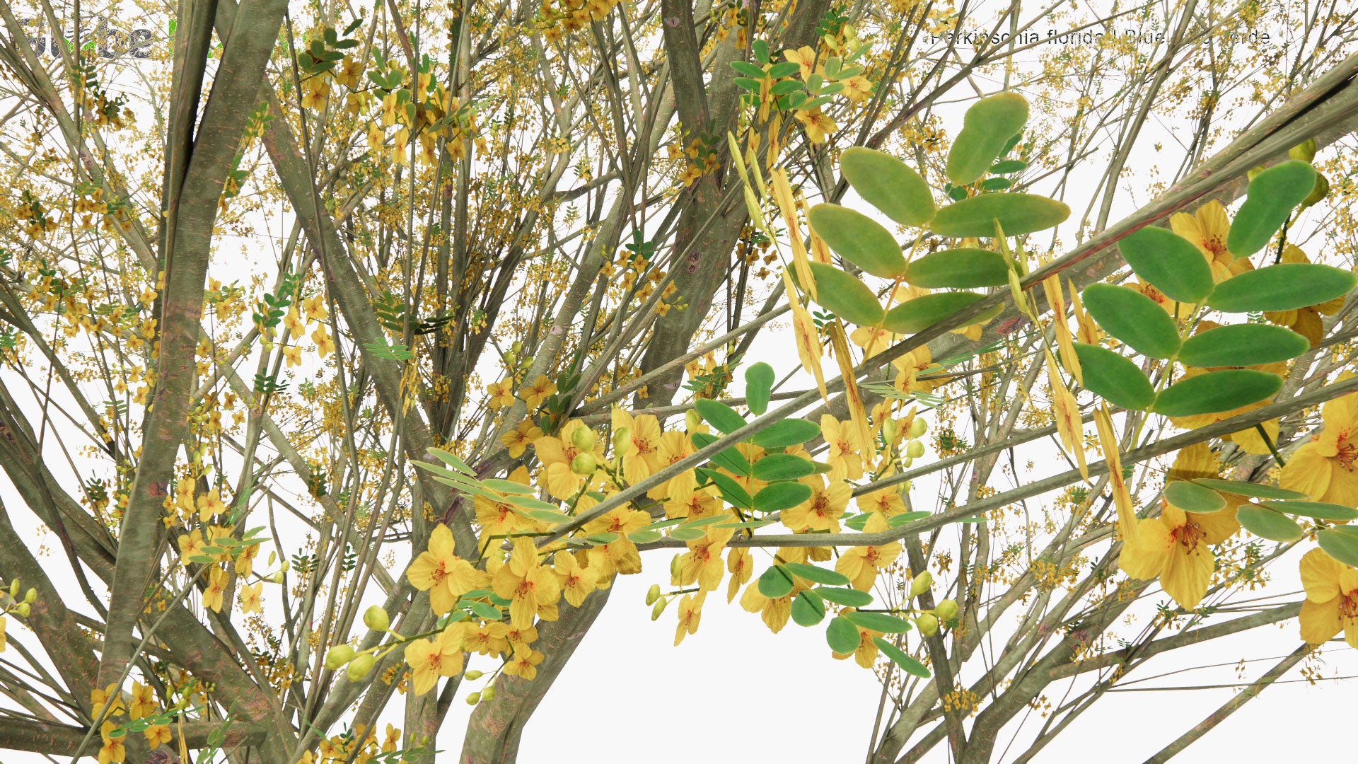 Low Poly Parkinsonia Florida - Blue Palo Verde (3D Model)