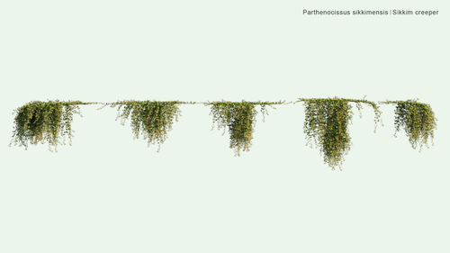 Parthenocissus Sikkimensis 