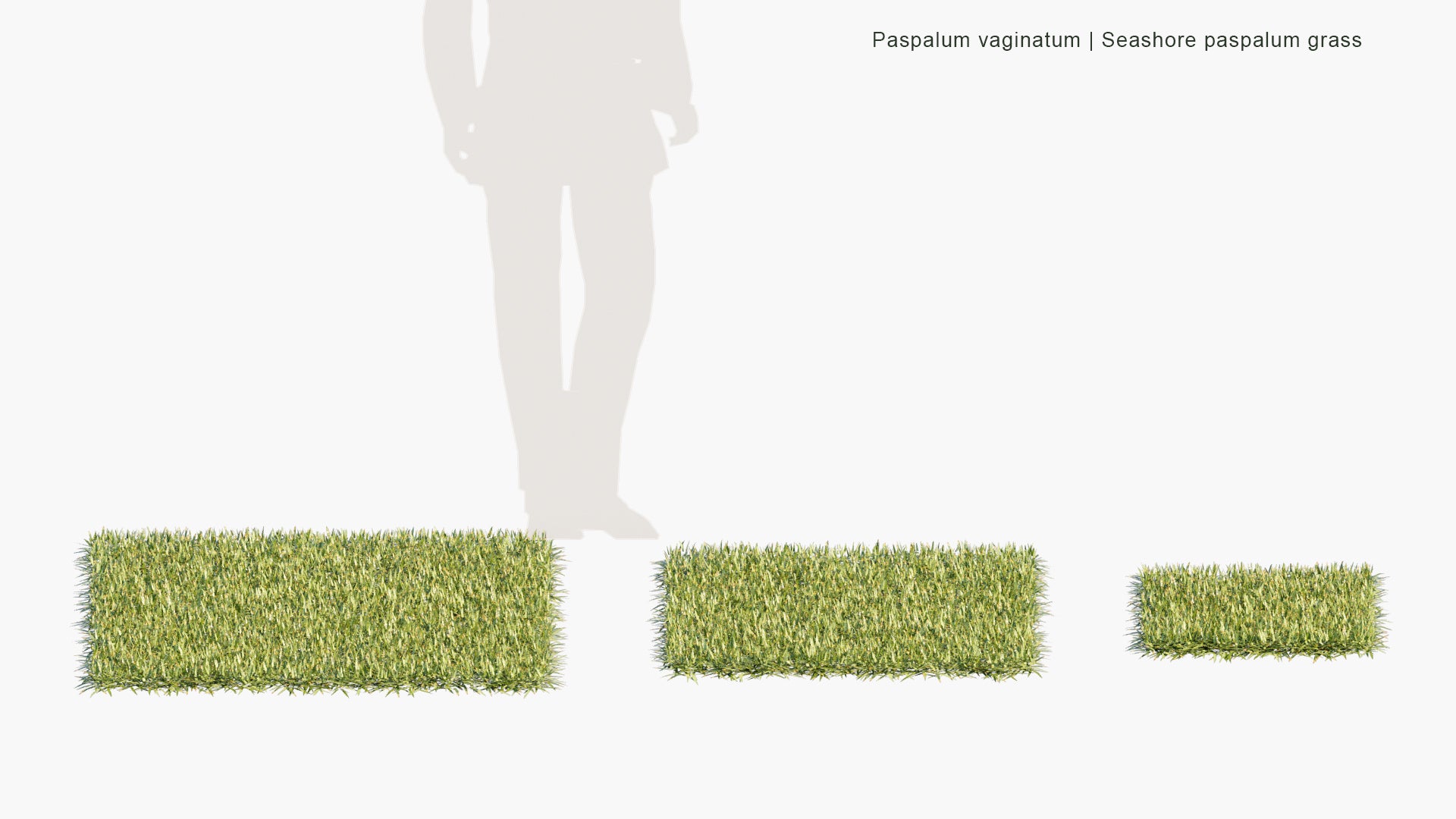 Low Poly Paspalum Vaginatum - Seashore Paspalum, Biscuit Grass, Saltwater Couch, Silt Grass, Swamp Couch (3D Model)
