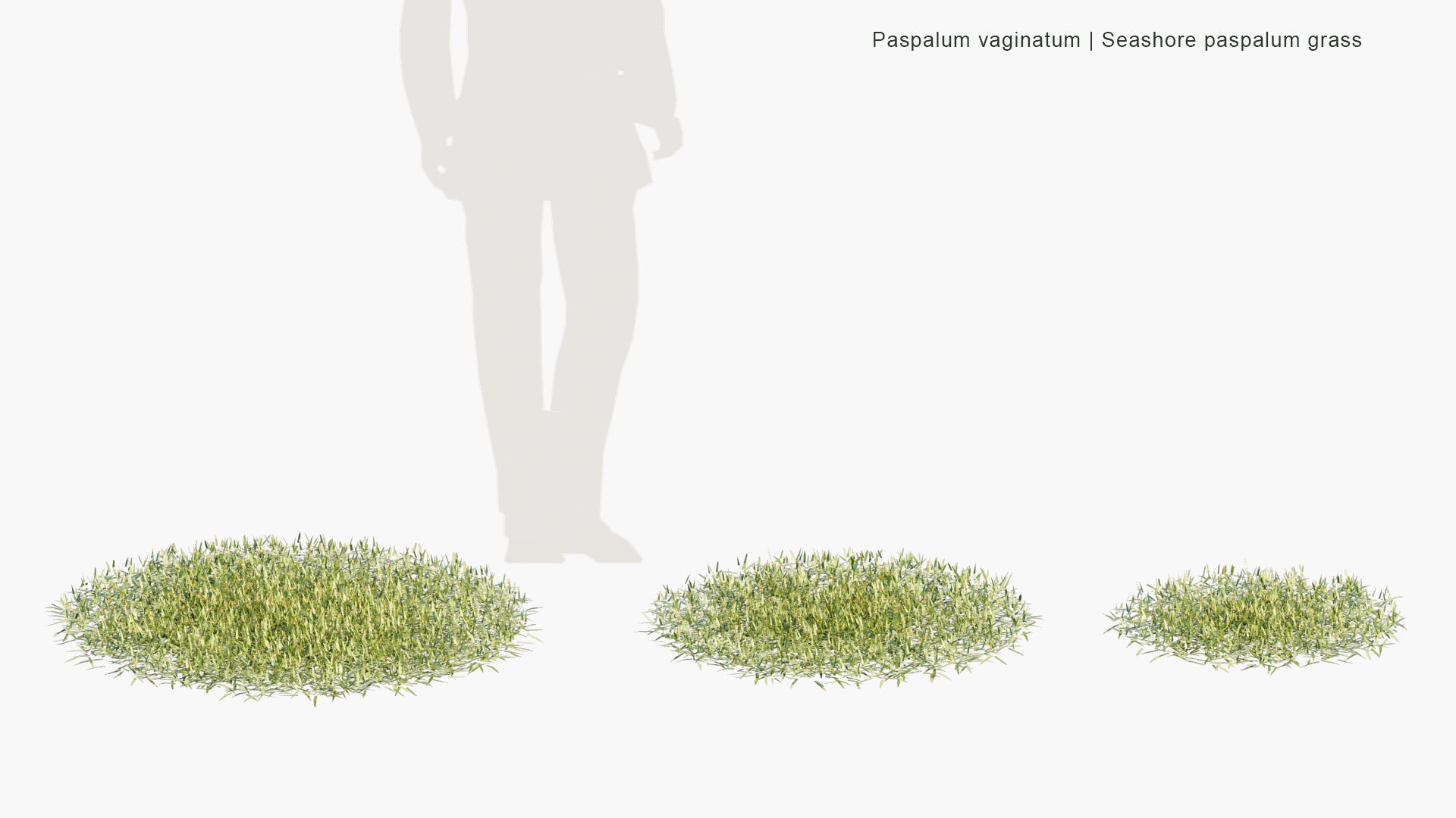 Low Poly Paspalum Vaginatum - Seashore Paspalum, Biscuit Grass, Saltwater Couch, Silt Grass, Swamp Couch (3D Model)