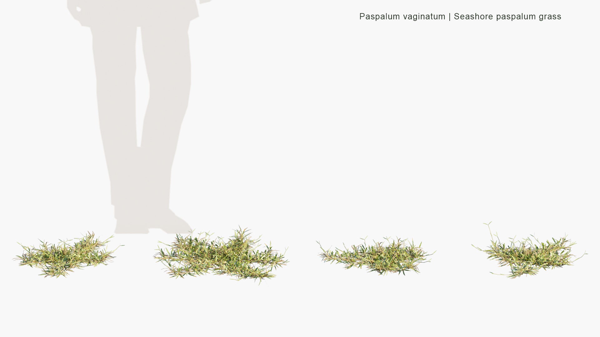 Low Poly Paspalum Vaginatum - Seashore Paspalum, Biscuit Grass, Saltwater Couch, Silt Grass, Swamp Couch (3D Model)