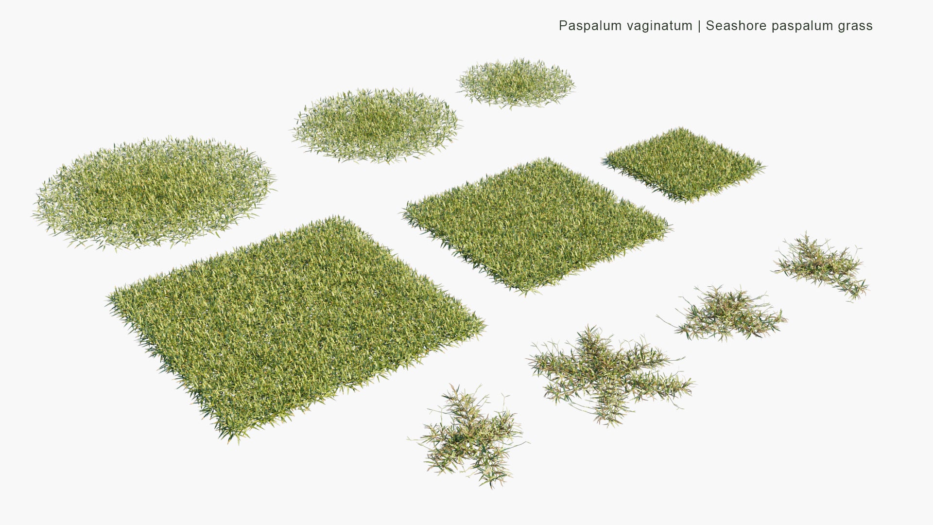 Low Poly Paspalum Vaginatum - Seashore Paspalum, Biscuit Grass, Saltwater Couch, Silt Grass, Swamp Couch (3D Model)