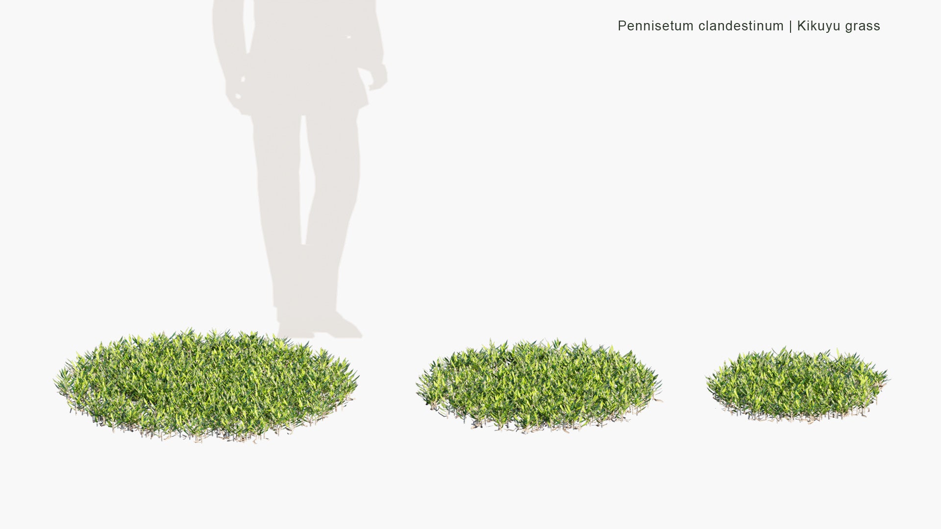 Low Poly Pennisetum Clandestinum - Kikuyu Grass (3D Model)