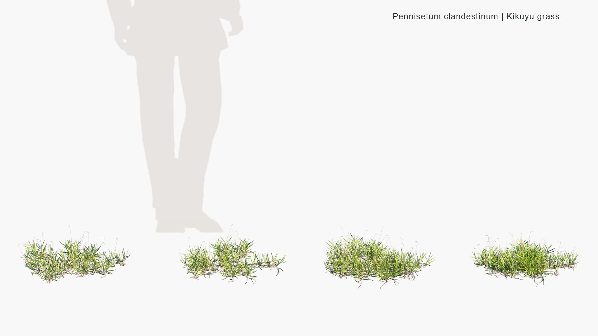 Low Poly Pennisetum Clandestinum - Kikuyu Grass (3D Model)