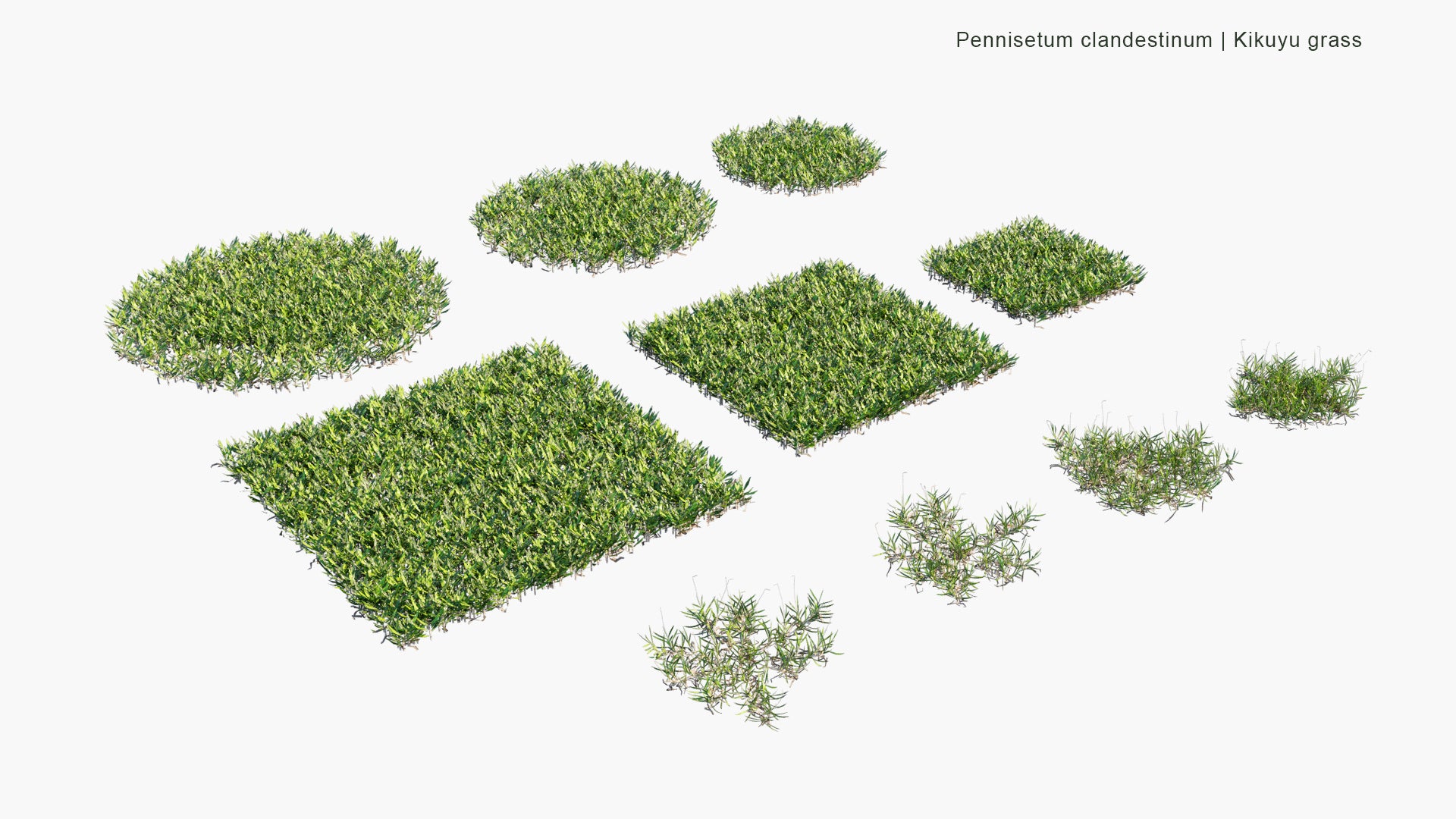 Low Poly Pennisetum Clandestinum - Kikuyu Grass (3D Model)