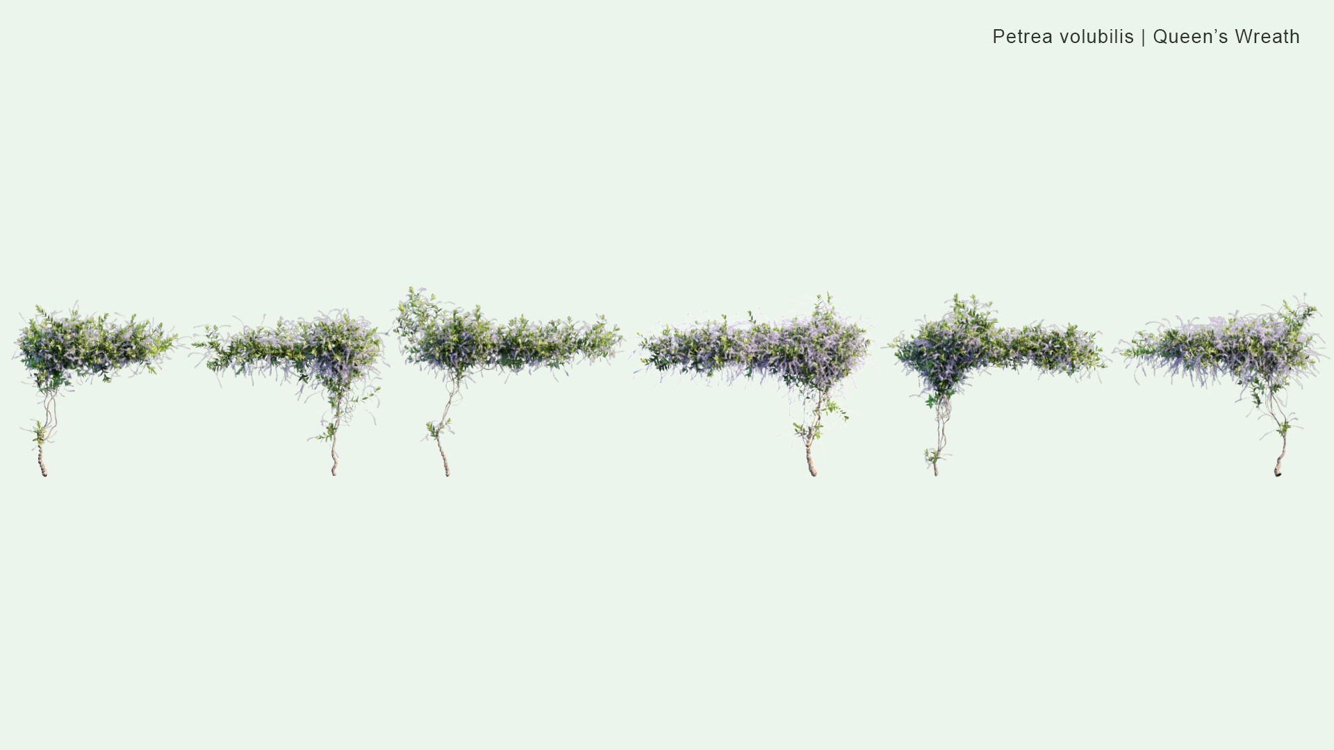 2D Petrea Volubilis - Queen's Wreath
