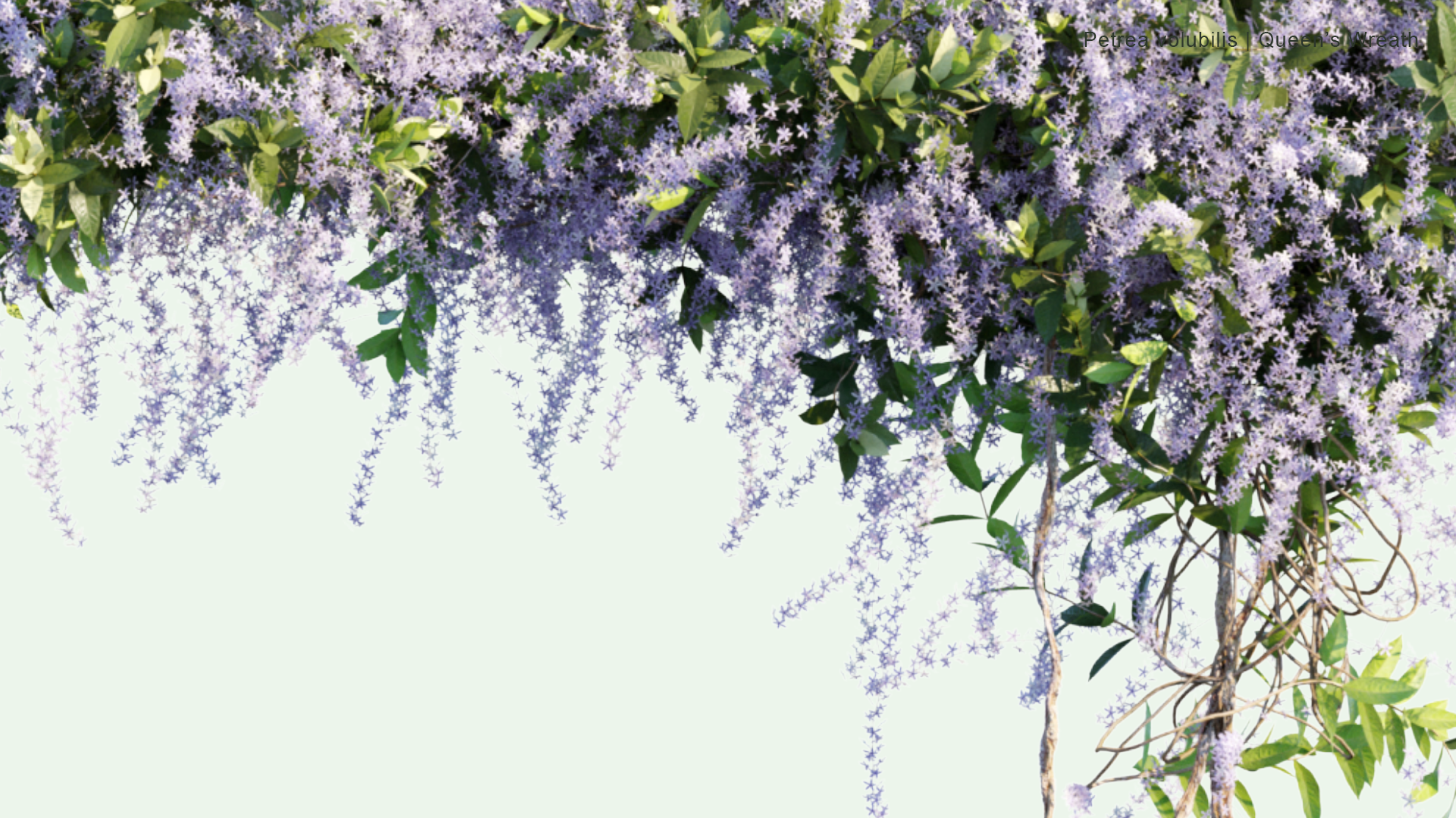 2D Petrea Volubilis - Queen's Wreath
