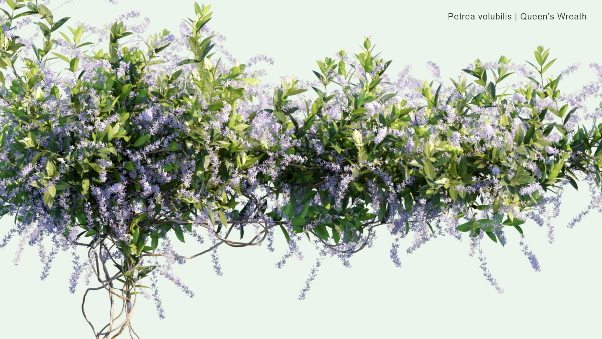 2D Petrea Volubilis - Queen's Wreath