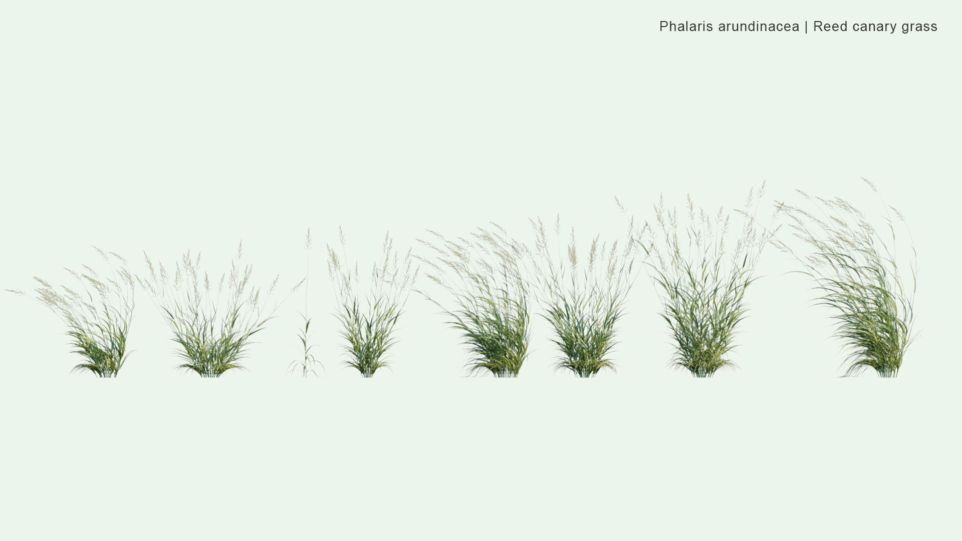 2D Phalaris Arundinacea - Reed Canary Grass, Gardener's-garters, Alpiste Roseau, Rohrglanzgras, Kusa-yoshi, Caniço-malhado, Hierba Cinta, Pasto Cinto