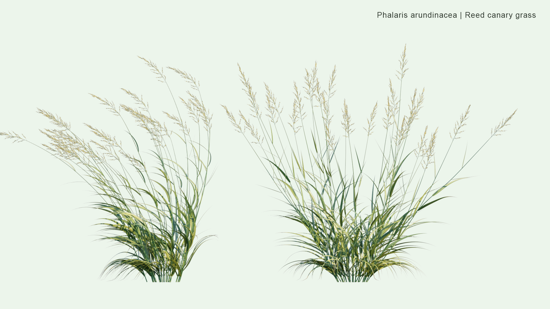 2D Phalaris Arundinacea - Reed Canary Grass, Gardener's-garters, Alpiste Roseau, Rohrglanzgras, Kusa-yoshi, Caniço-malhado, Hierba Cinta, Pasto Cinto