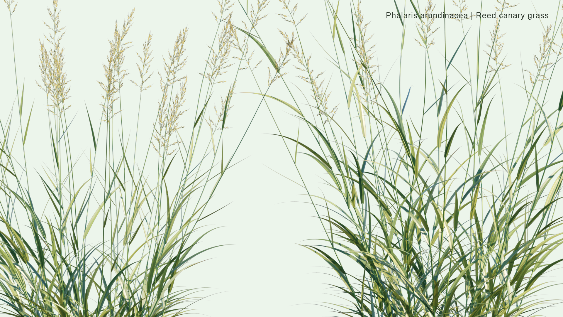 2D Phalaris Arundinacea - Reed Canary Grass, Gardener's-garters, Alpiste Roseau, Rohrglanzgras, Kusa-yoshi, Caniço-malhado, Hierba Cinta, Pasto Cinto