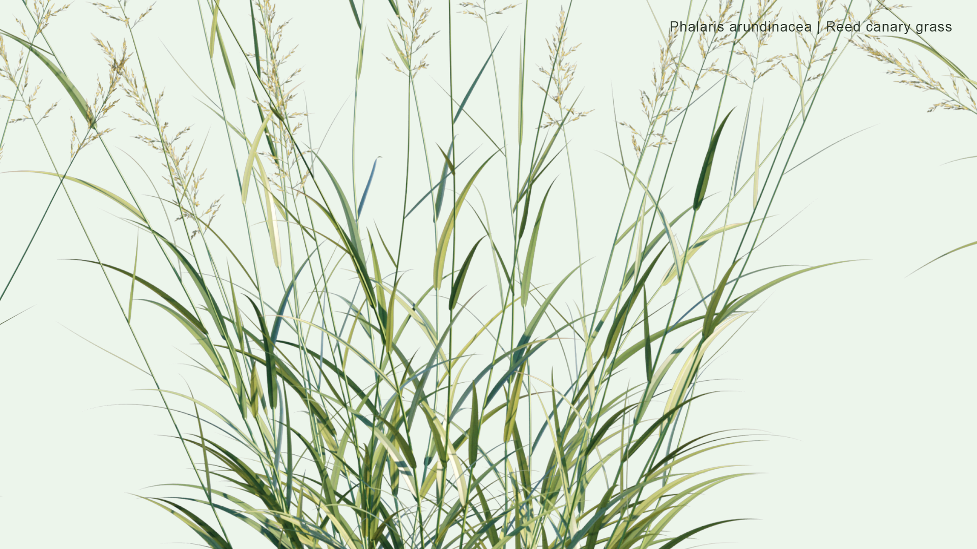 2D Phalaris Arundinacea - Reed Canary Grass, Gardener's-garters, Alpiste Roseau, Rohrglanzgras, Kusa-yoshi, Caniço-malhado, Hierba Cinta, Pasto Cinto