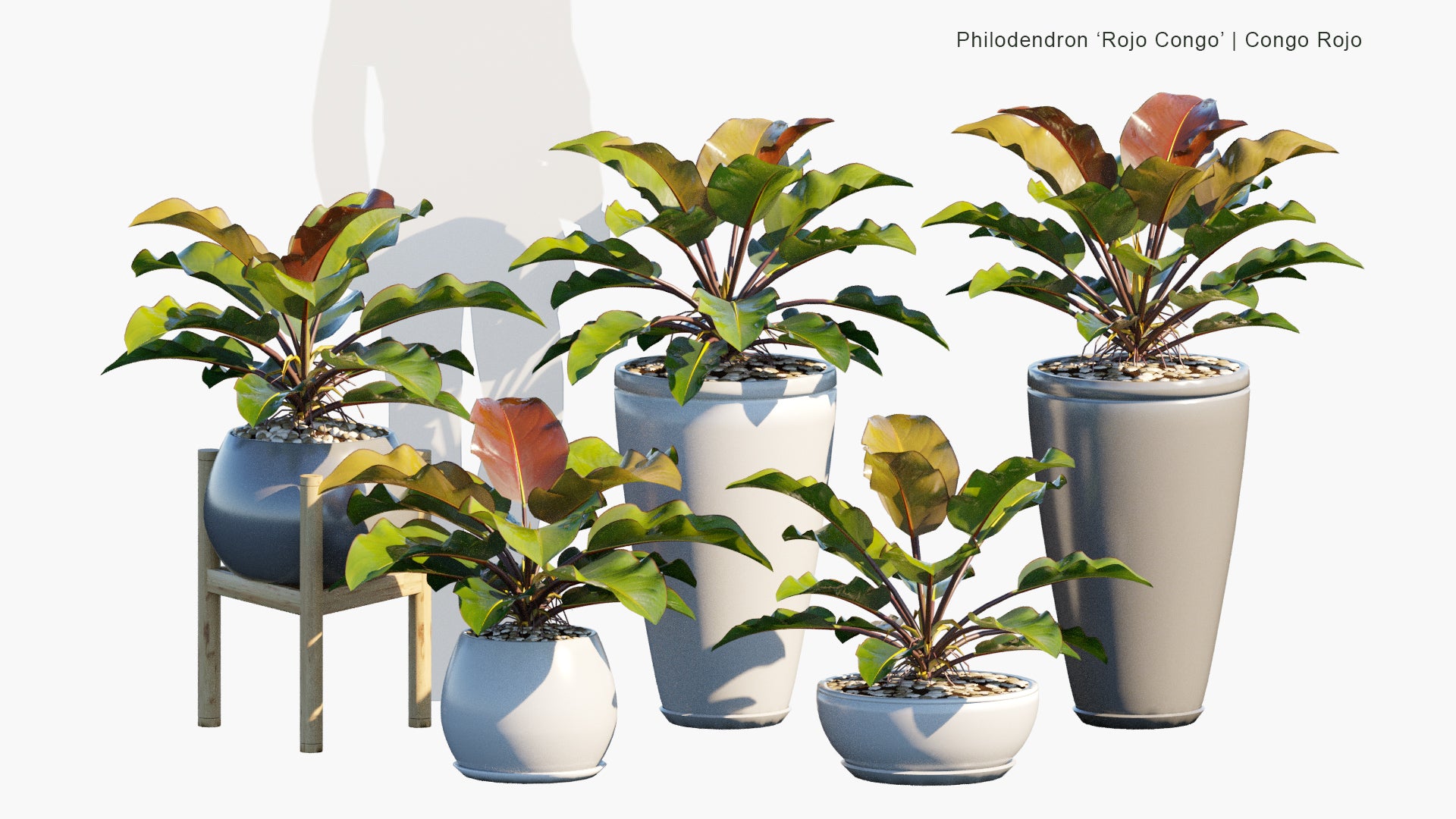 Low Poly Philodendron 'Rojo Congo' - Rojo Congo (3D Model)