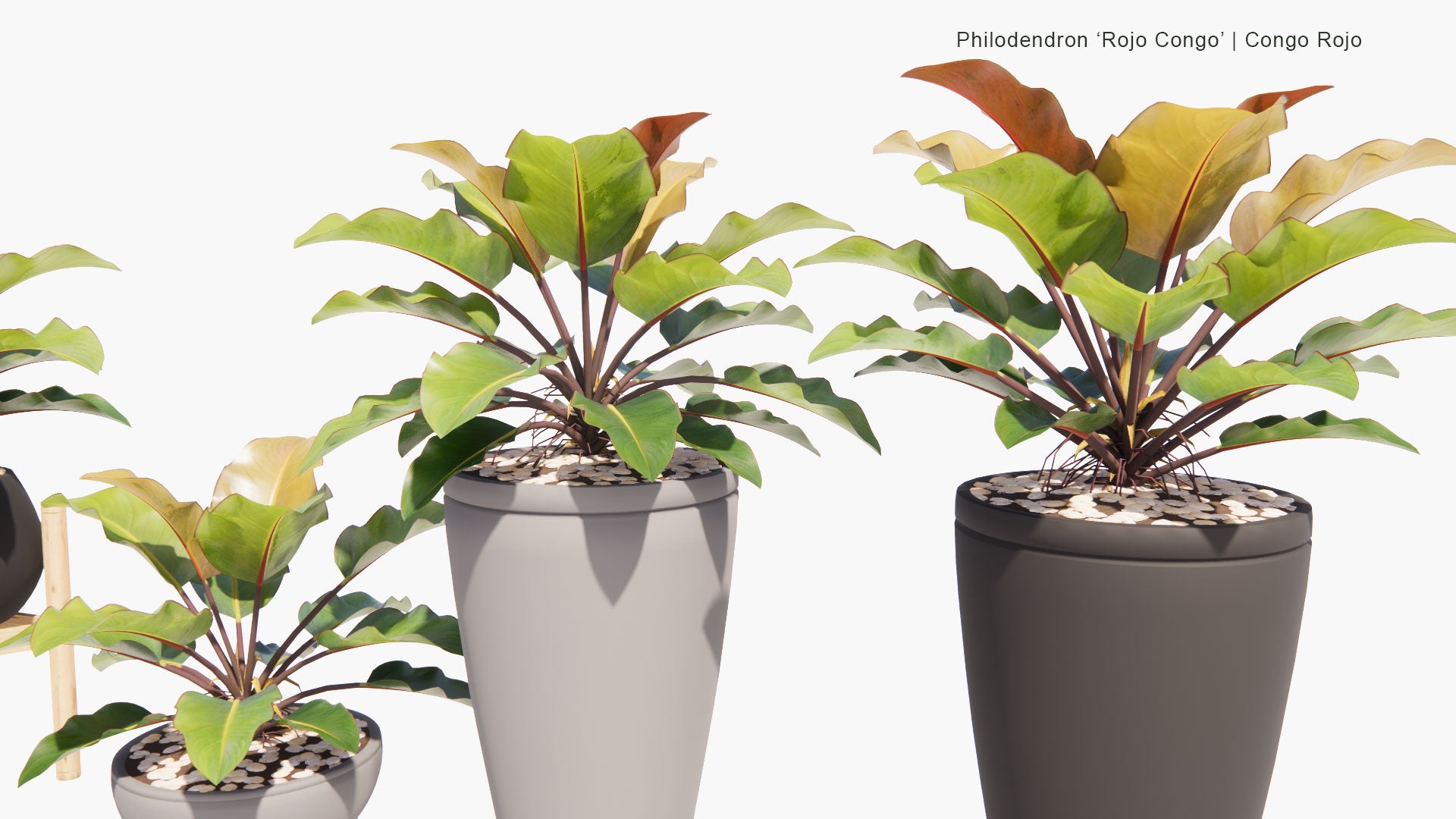 Low Poly Philodendron 'Rojo Congo' - Rojo Congo (3D Model)