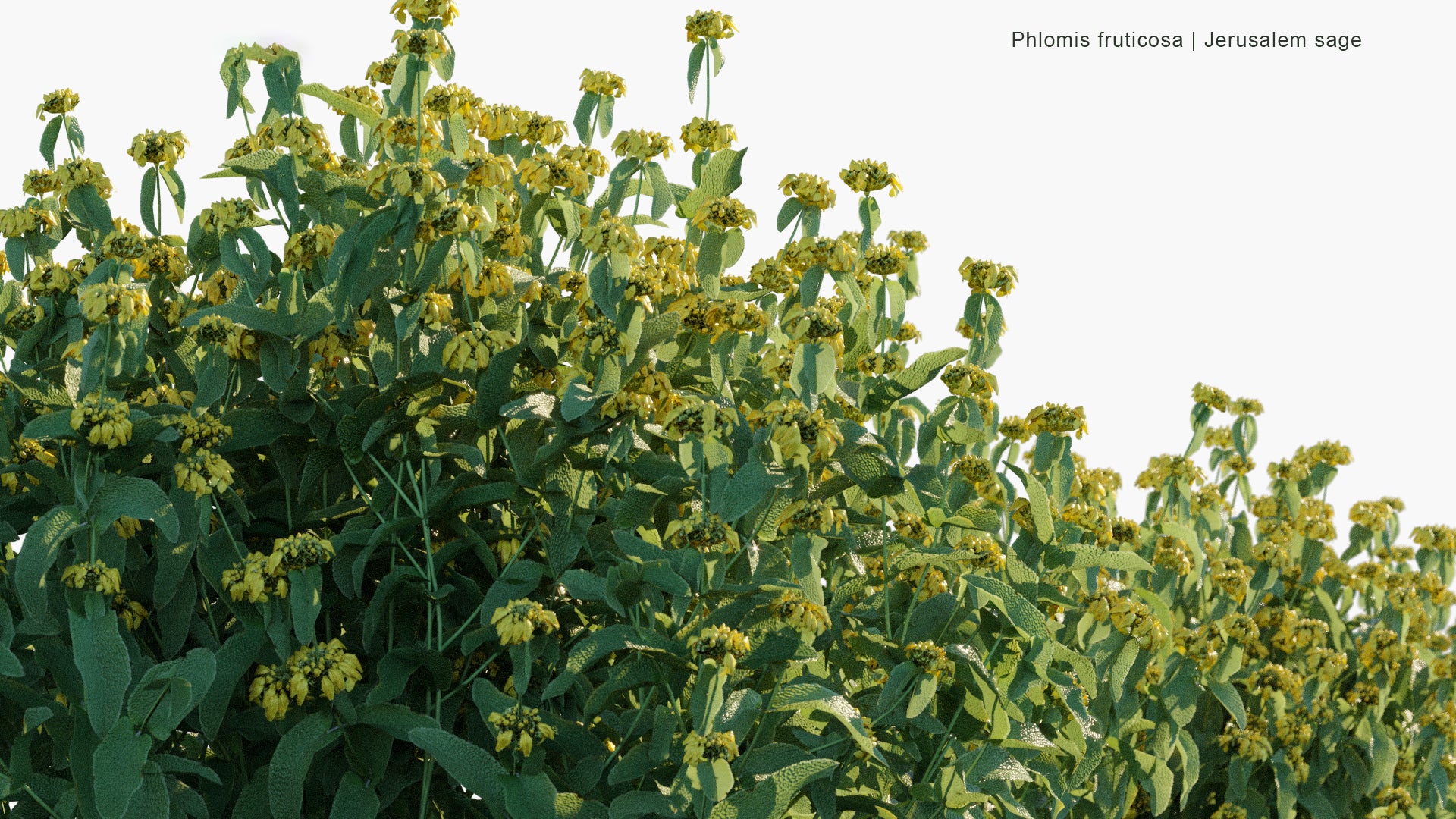 Phlomis Fruticosa - Jerusalem Sage