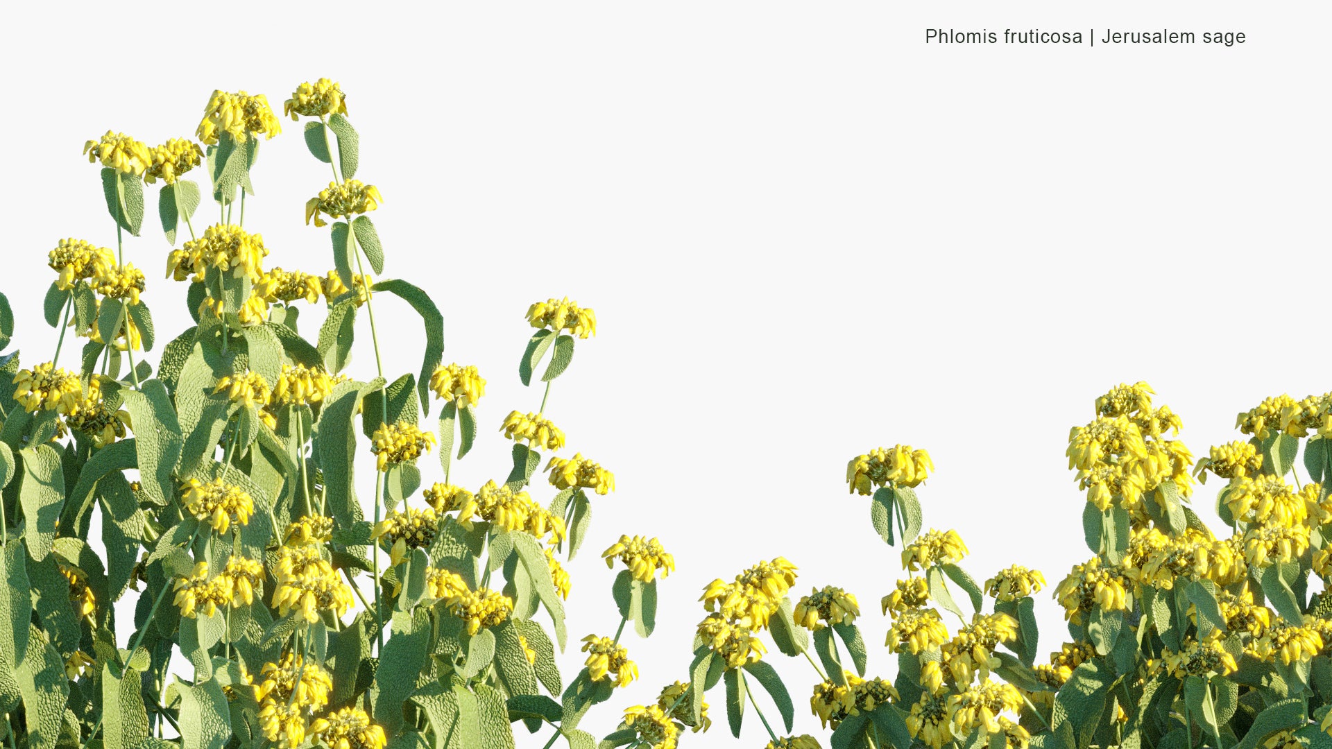 Phlomis Fruticosa - Jerusalem Sage