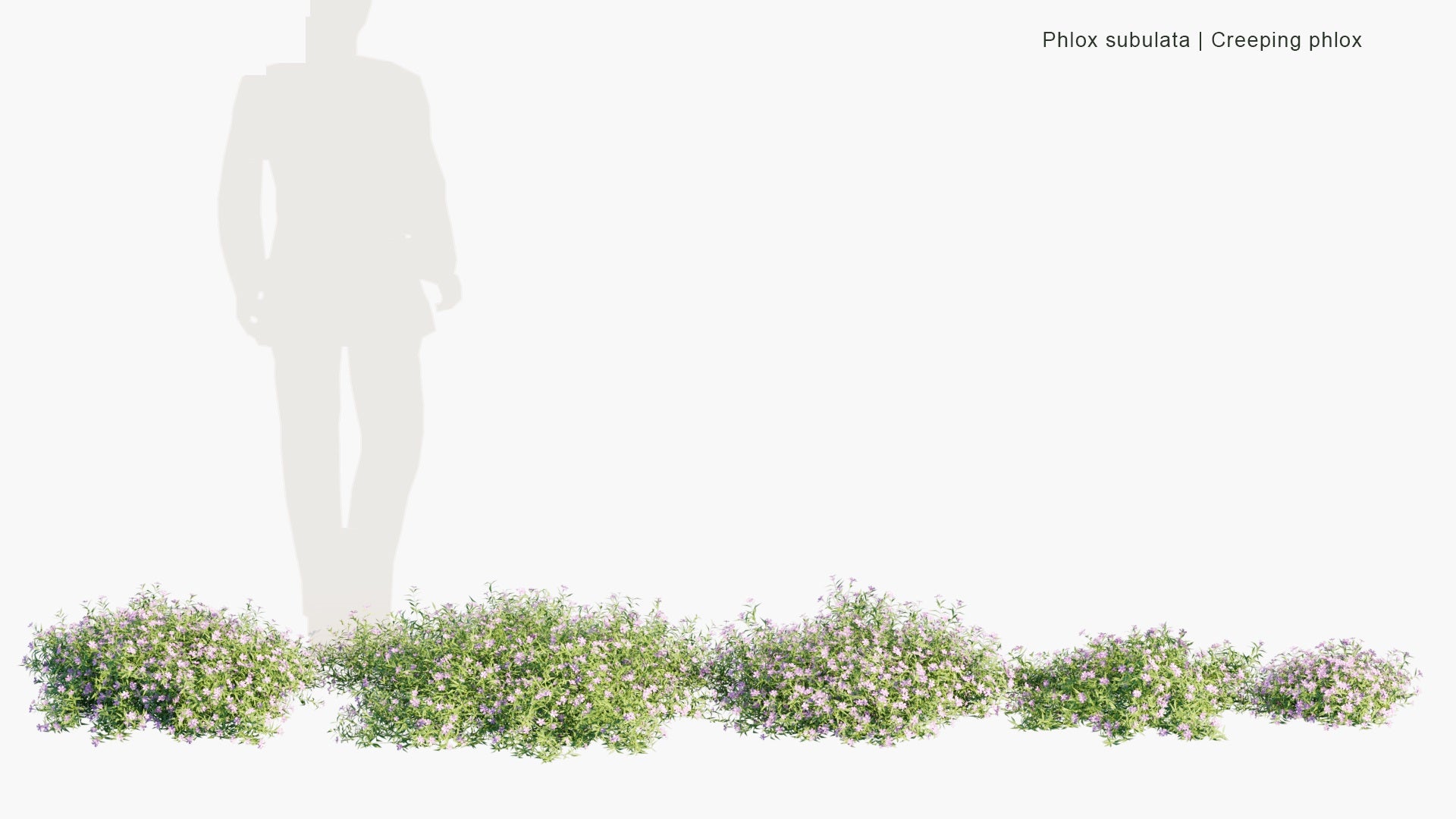 Low Poly Phlox Subulata - Creeping Phlox, Moss Phlox, Moss Pink, Mountain Phlox (3D Model)