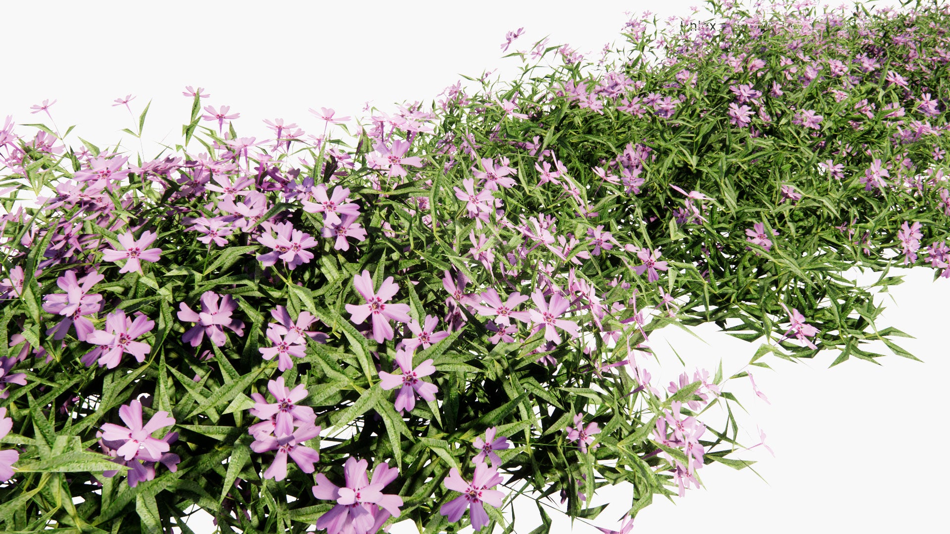 Low Poly Phlox Subulata - Creeping Phlox, Moss Phlox, Moss Pink, Mountain Phlox (3D Model)