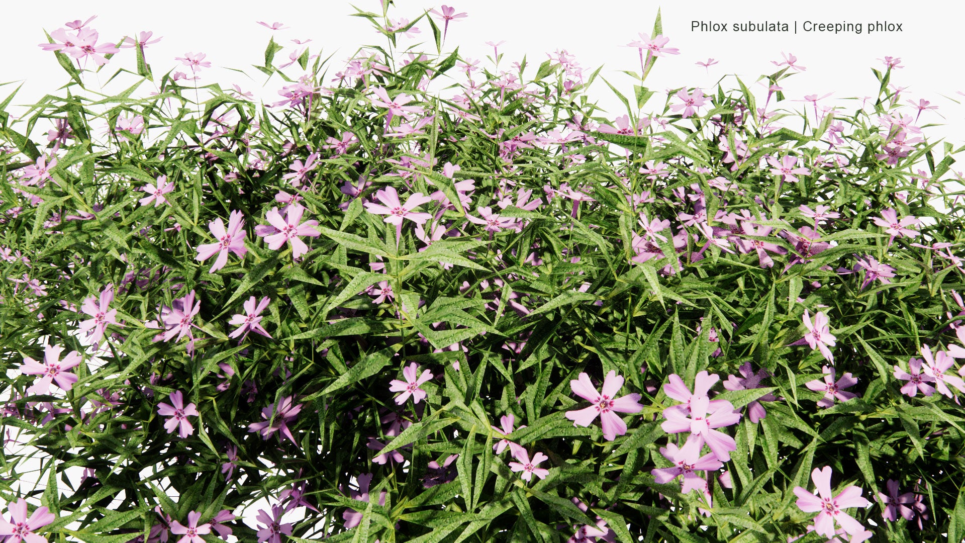 Low Poly Phlox Subulata - Creeping Phlox, Moss Phlox, Moss Pink, Mountain Phlox (3D Model)