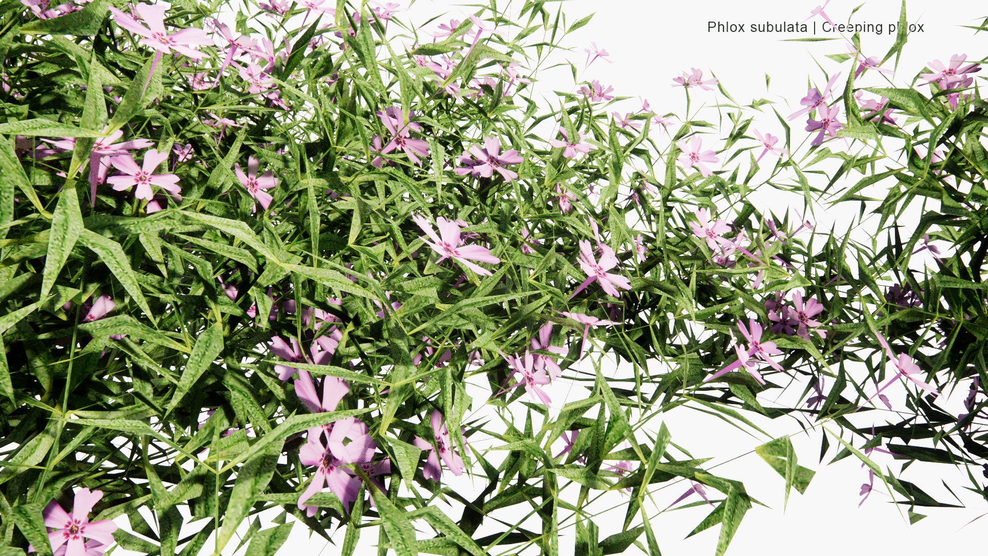 Low Poly Phlox Subulata - Creeping Phlox, Moss Phlox, Moss Pink, Mountain Phlox (3D Model)