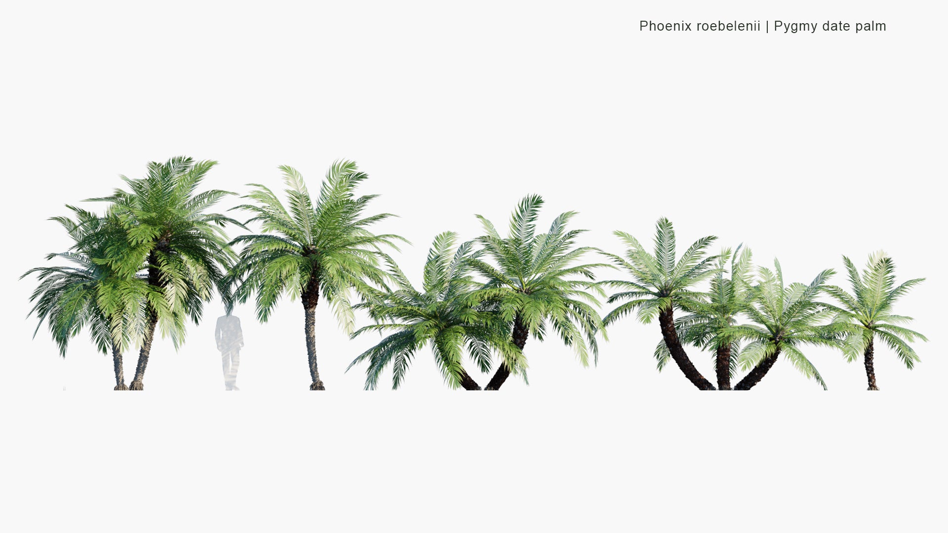 Low Poly Phoenix Roebelenii - Dwarf Date Palm, Pygmy Date Palm, Miniature Date Palm (3D Model)