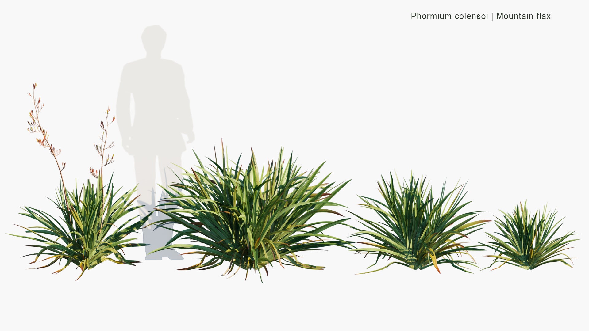 Low Poly Phormium Colensoi - Mountain Flax, Wharariki (3D Model)