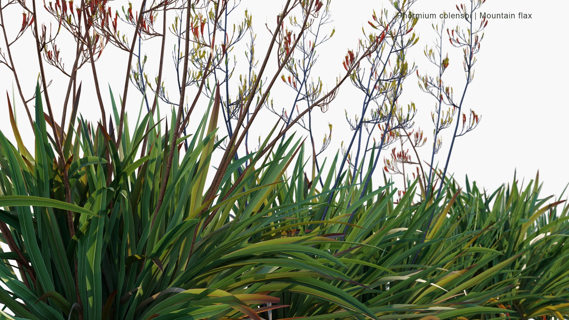 Low Poly Phormium Colensoi - Mountain Flax, Wharariki (3D Model)