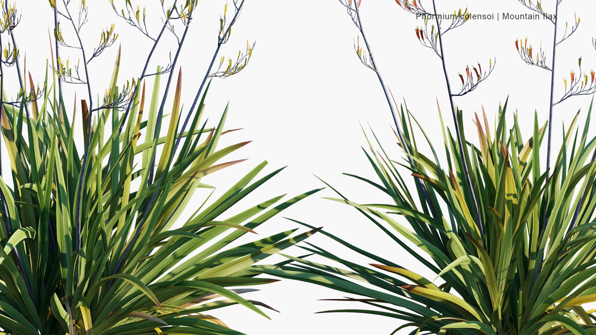 Low Poly Phormium Colensoi - Mountain Flax, Wharariki (3D Model)