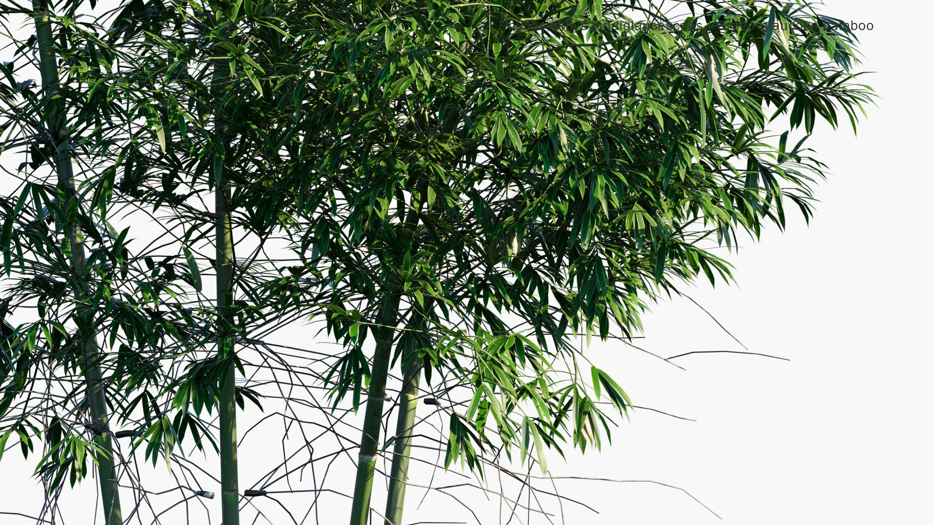 Phyllostachys Viridiglaucescen 3D Model