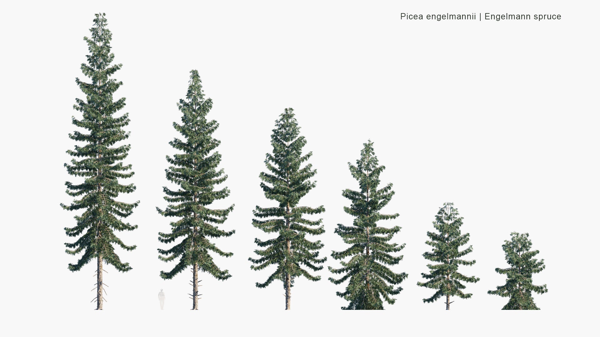 Low Poly Picea Engelmannii - Engelmann Spruce, White Spruce, Mountain Spruce (3D Model)