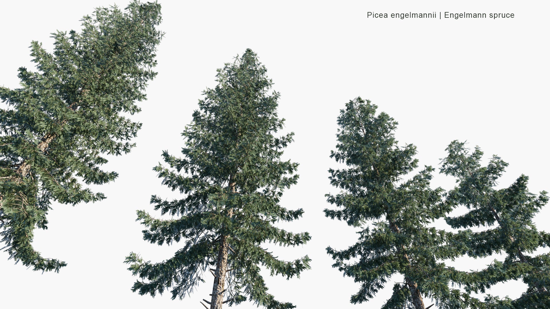 Low Poly Picea Engelmannii - Engelmann Spruce, White Spruce, Mountain Spruce (3D Model)