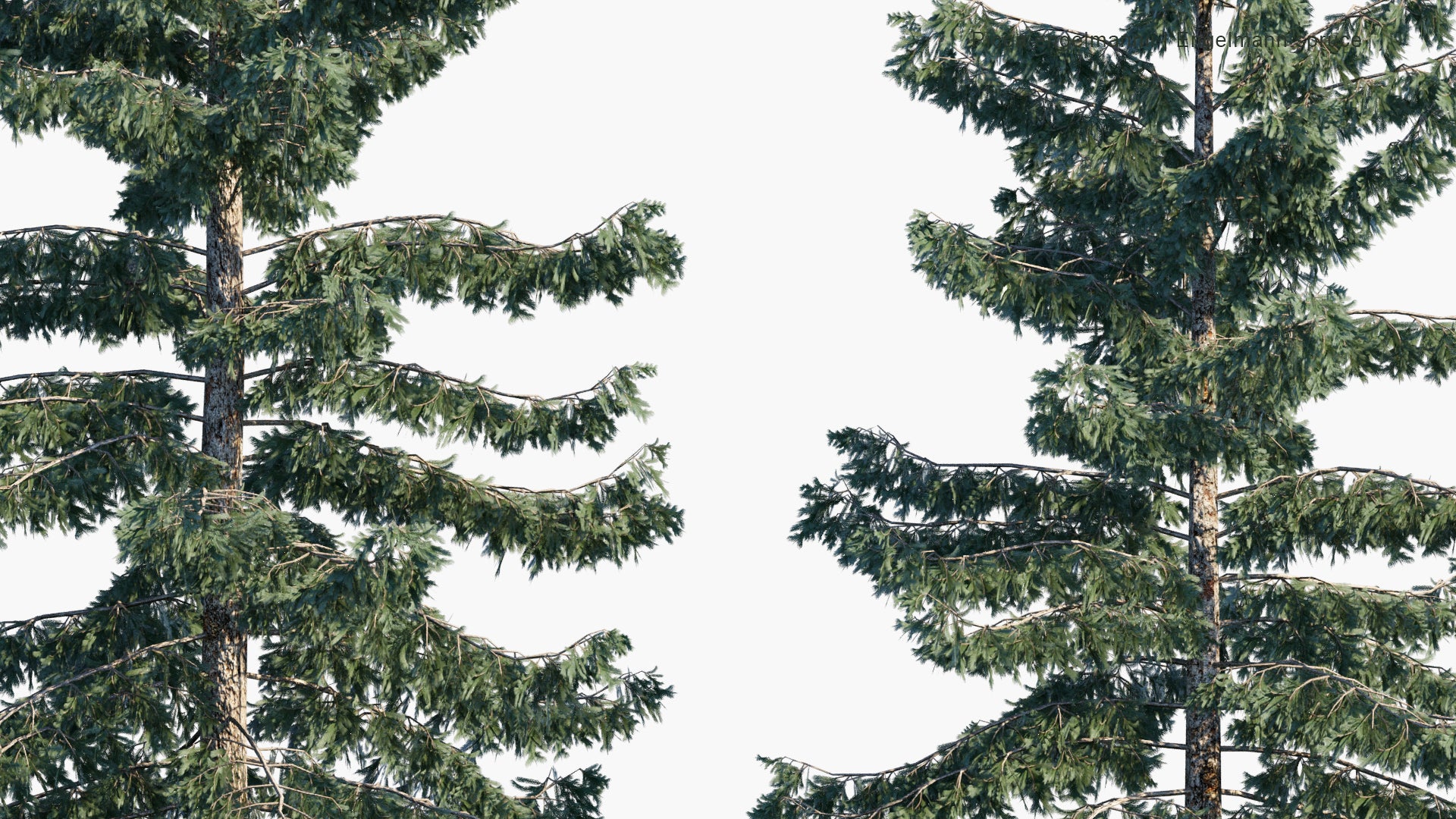 Low Poly Picea Engelmannii - Engelmann Spruce, White Spruce, Mountain Spruce (3D Model)