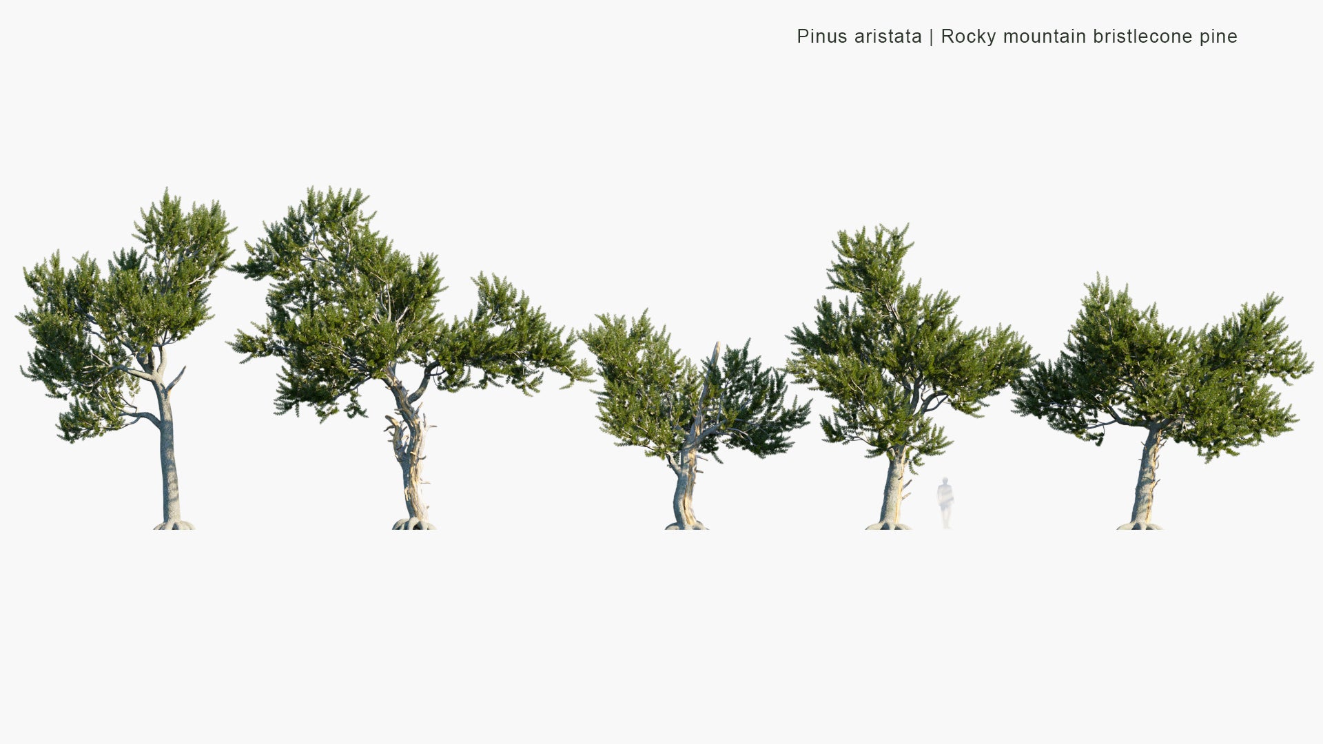 Pinus Aristata 3D Model