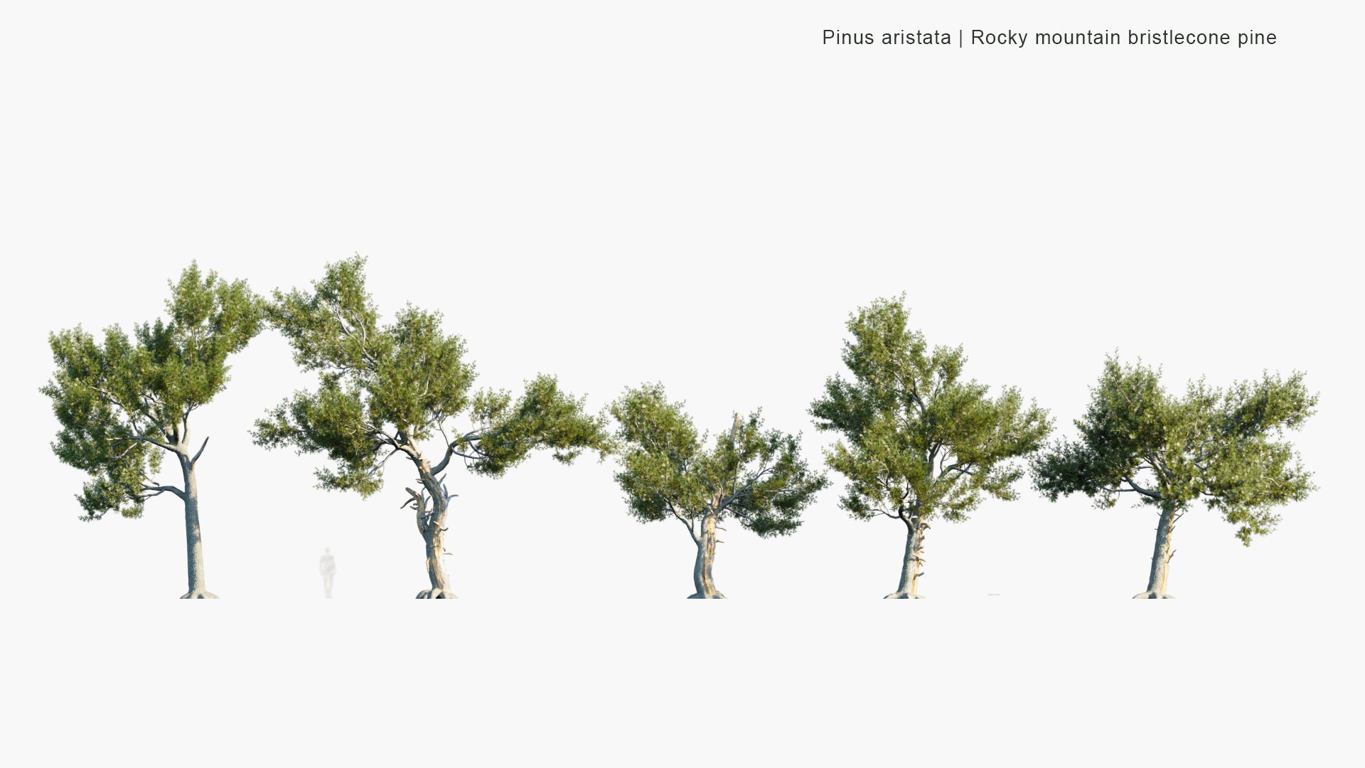 Low Poly Pinus Aristata - Rocky Mountain Bristlecone Pine, Colorado Bristlecone Pine (3D Model)