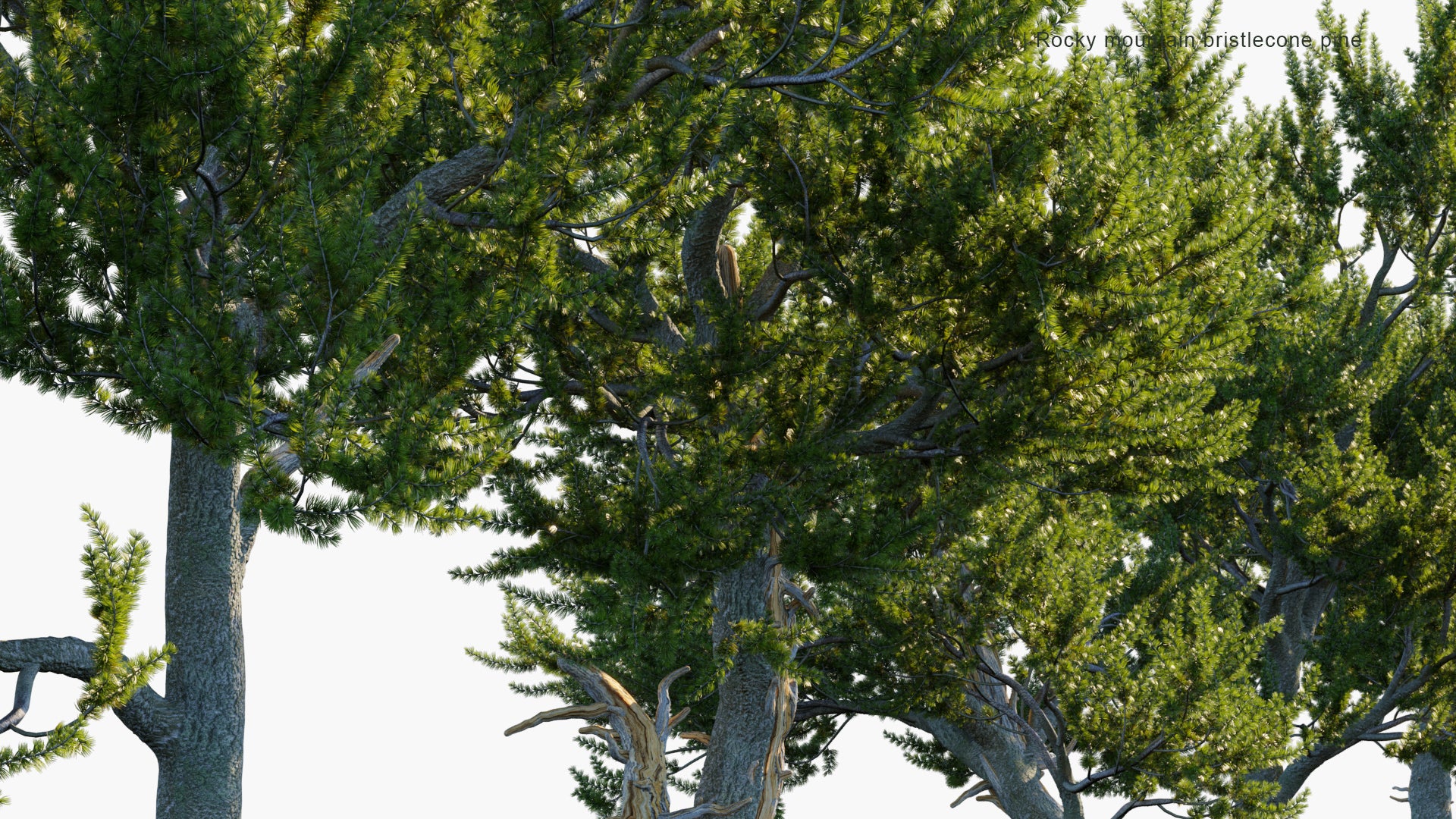 Pinus Aristata 3D Model