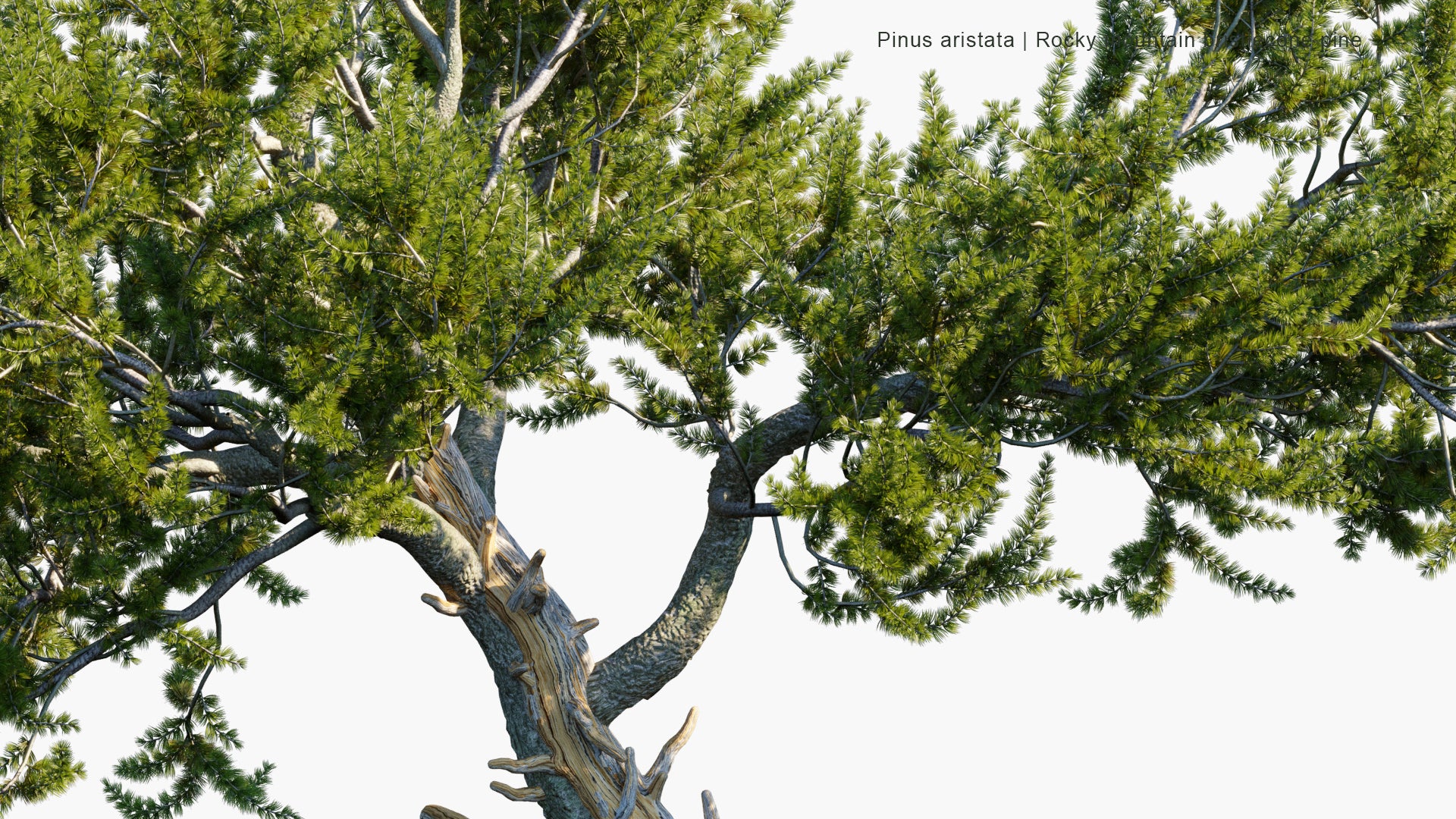 Pinus Aristata 3D Model