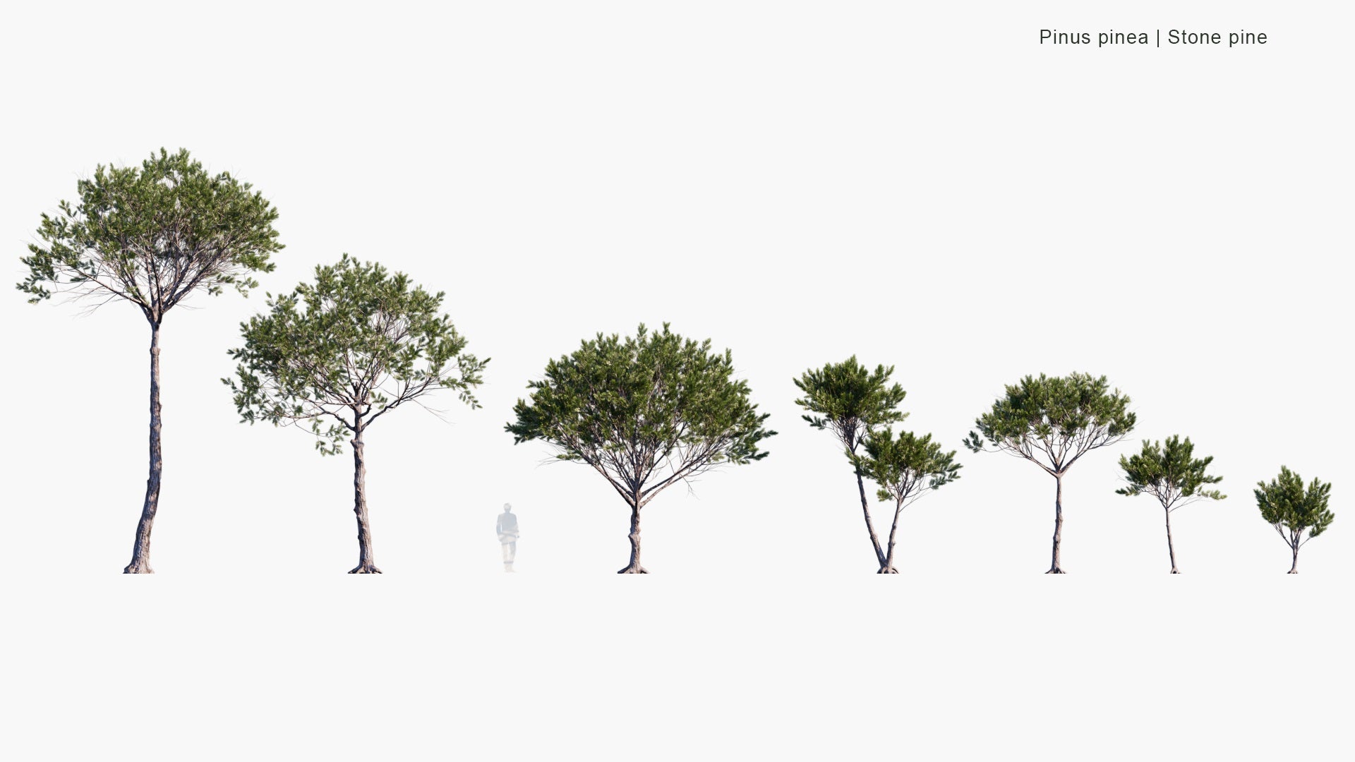 Low Poly Pinus Pinea - Stone Pine, Italian Stone Pine, Umbrella Pine, Parasol Pine (3D Model)