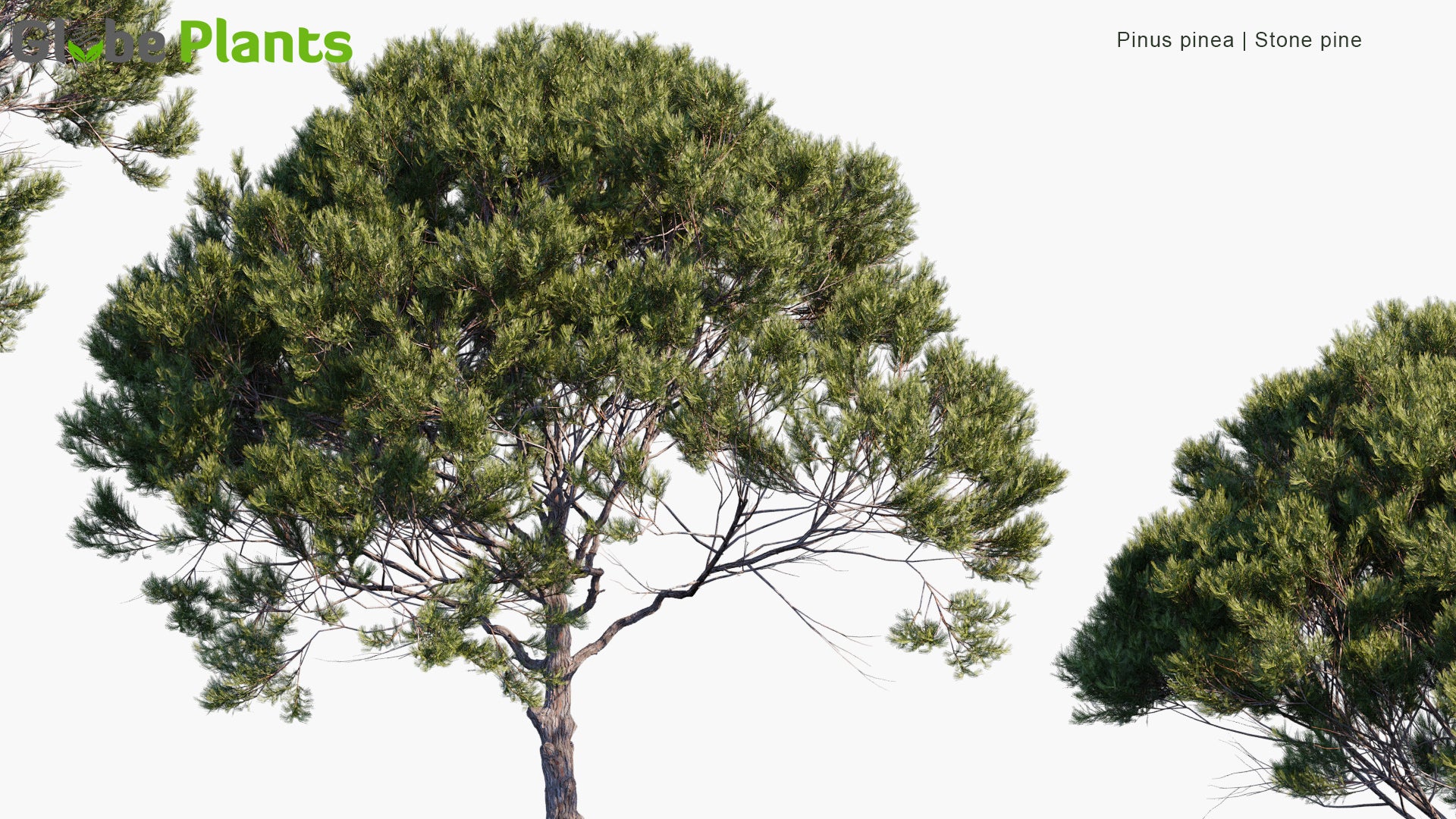 Low Poly Pinus Pinea - Stone Pine, Italian Stone Pine, Umbrella Pine, Parasol Pine (3D Model)